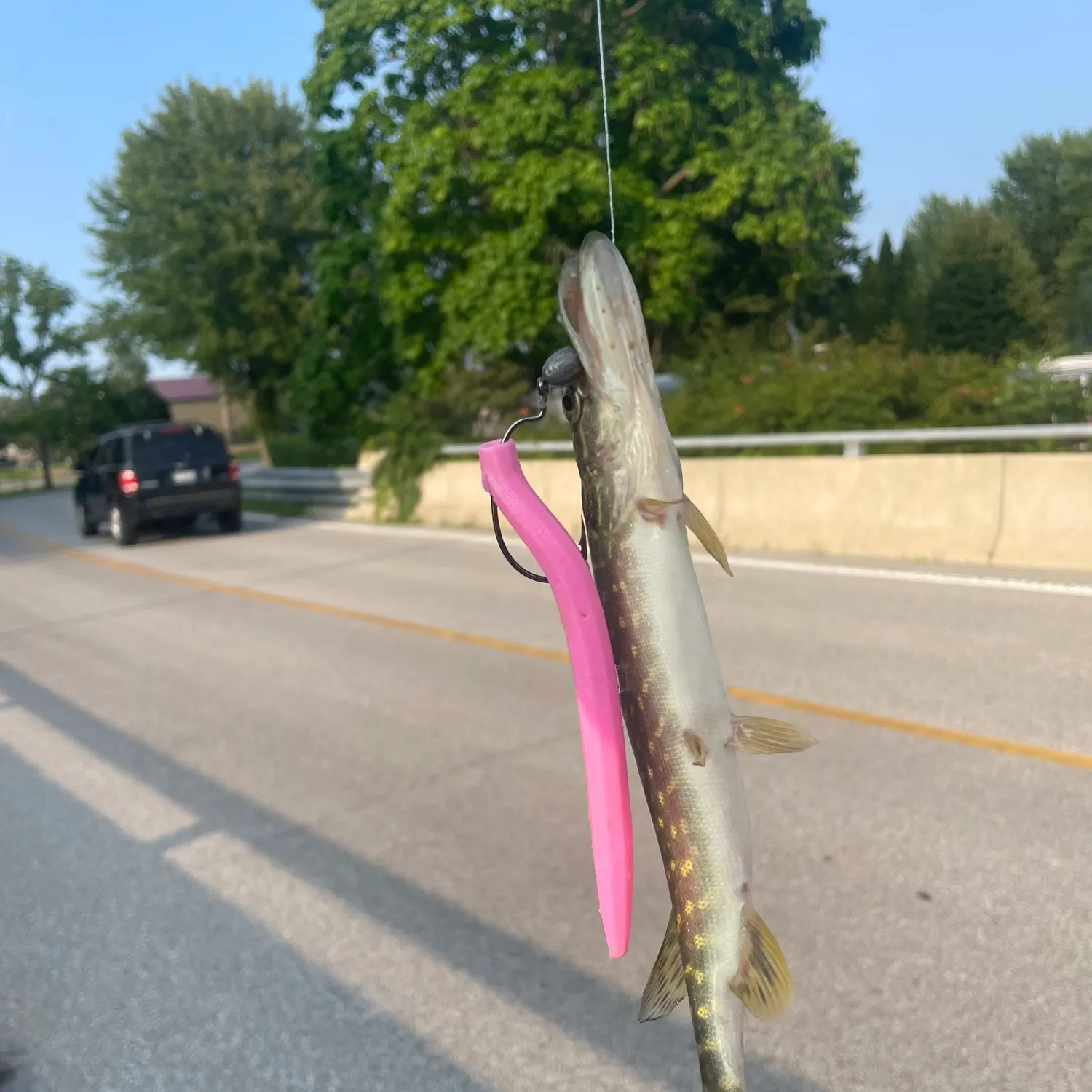 Northern pike caught on Fishbrain