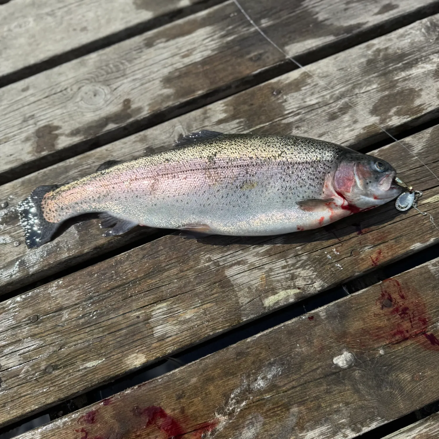 recently logged catches