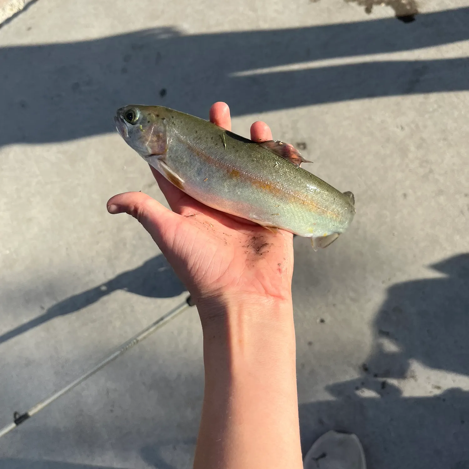 Rainbow trout caught on Fishbrain