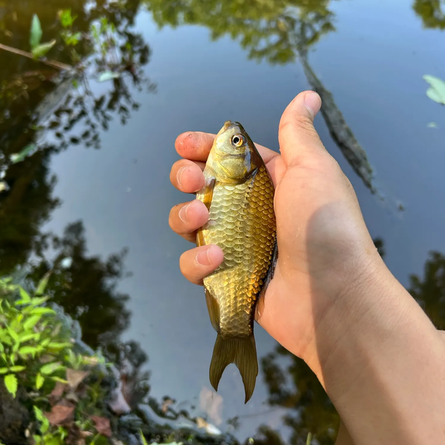 Goldfish caught on Fishbrain
