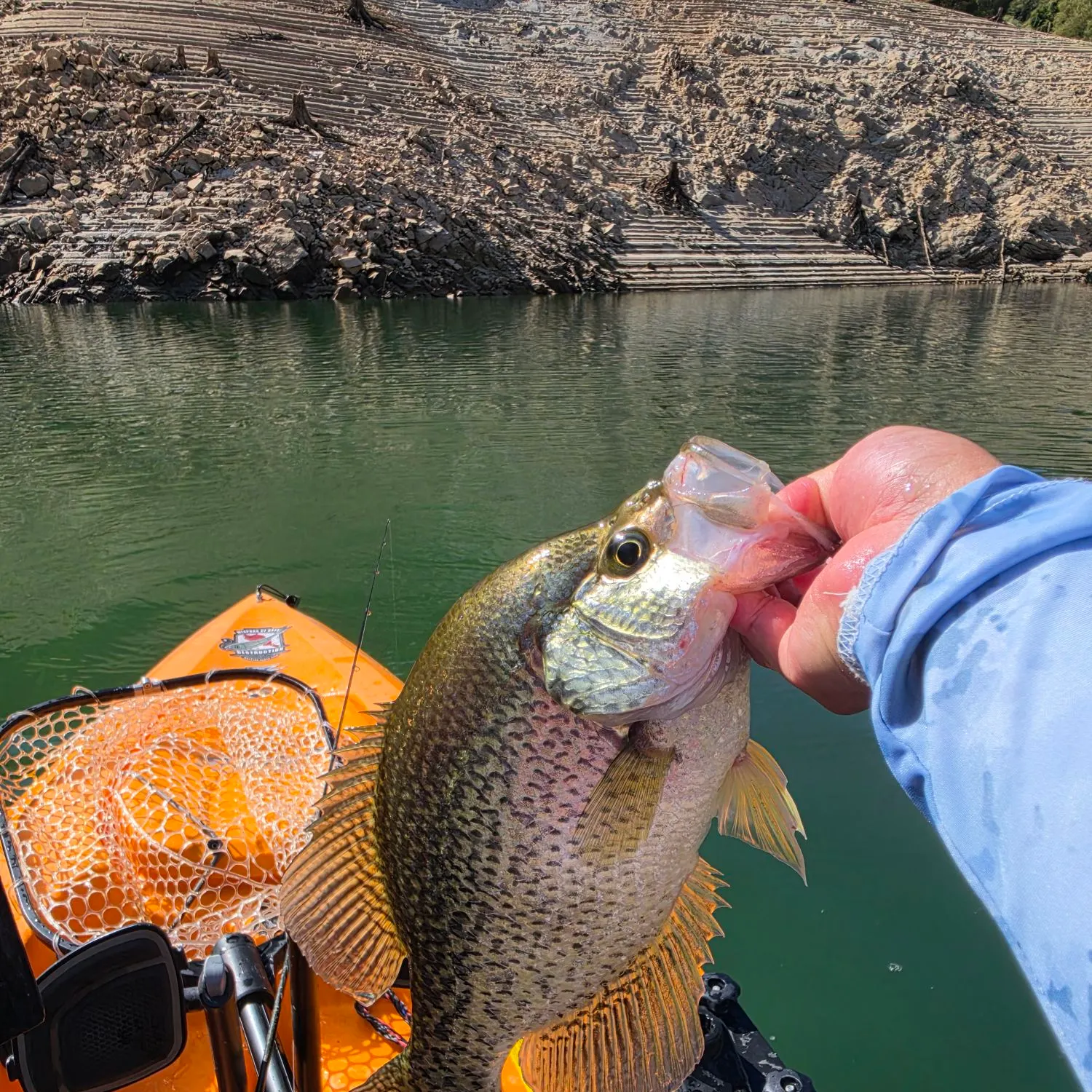 Black crappie caught on Fishbrain