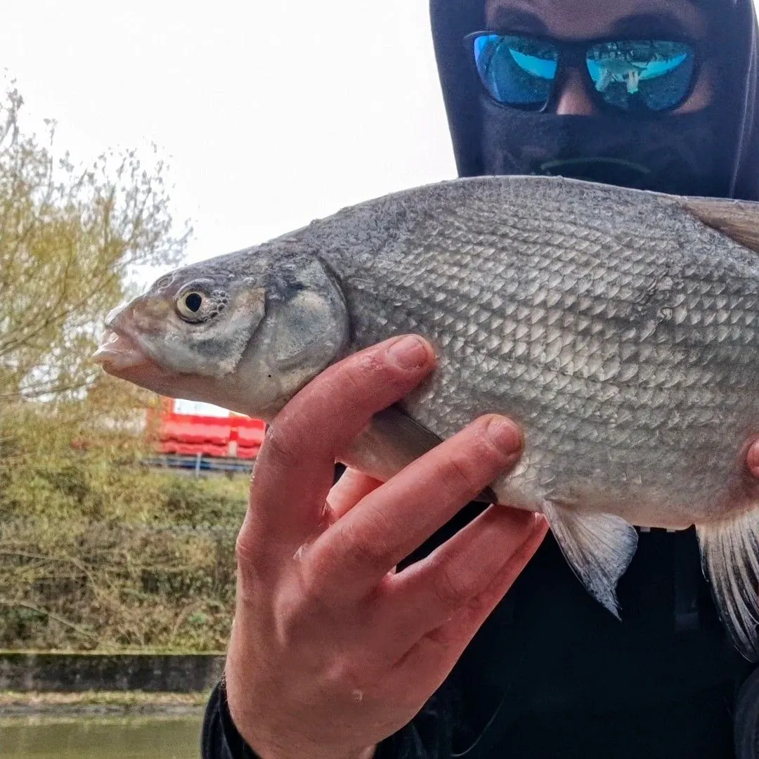 The most recent Common bream catches on Fishbrain