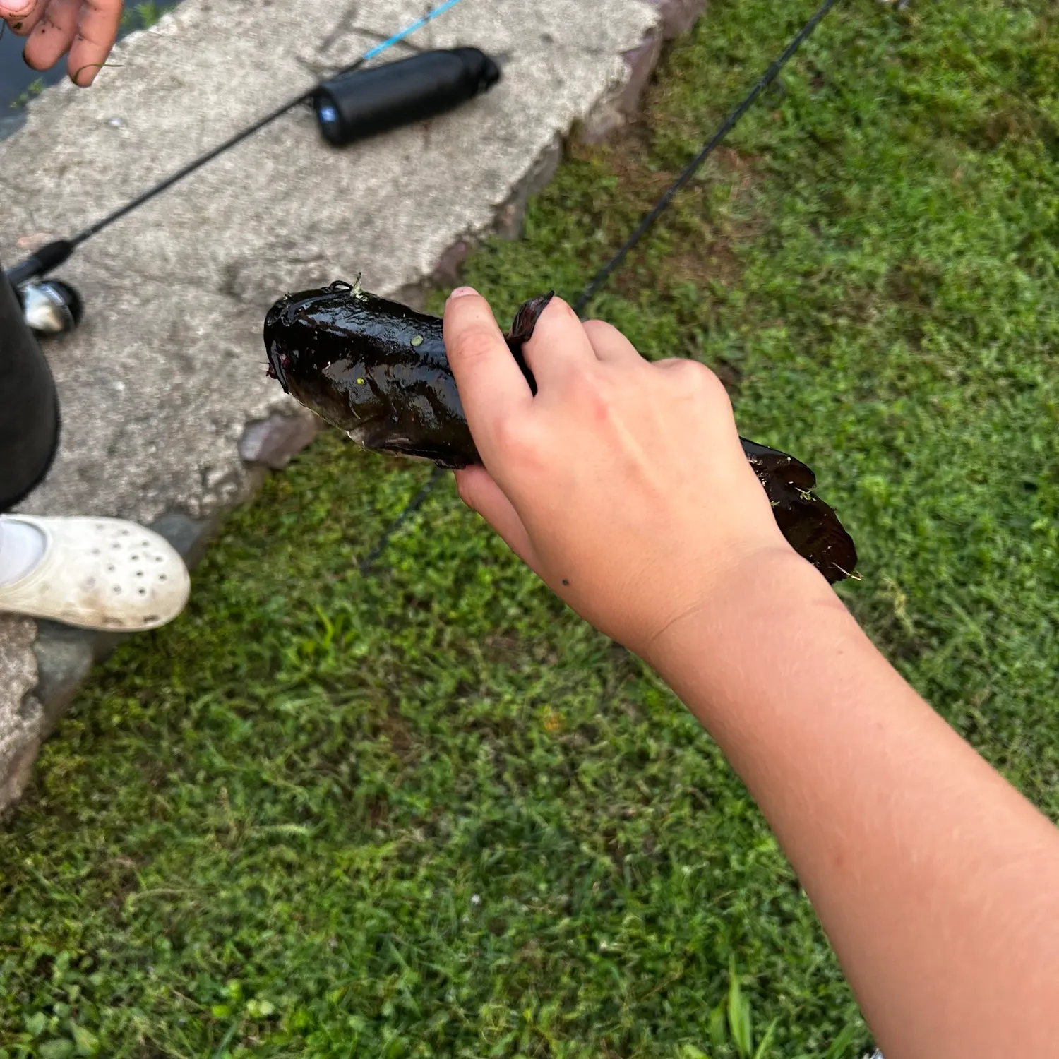 Black bullhead caught on Fishbrain