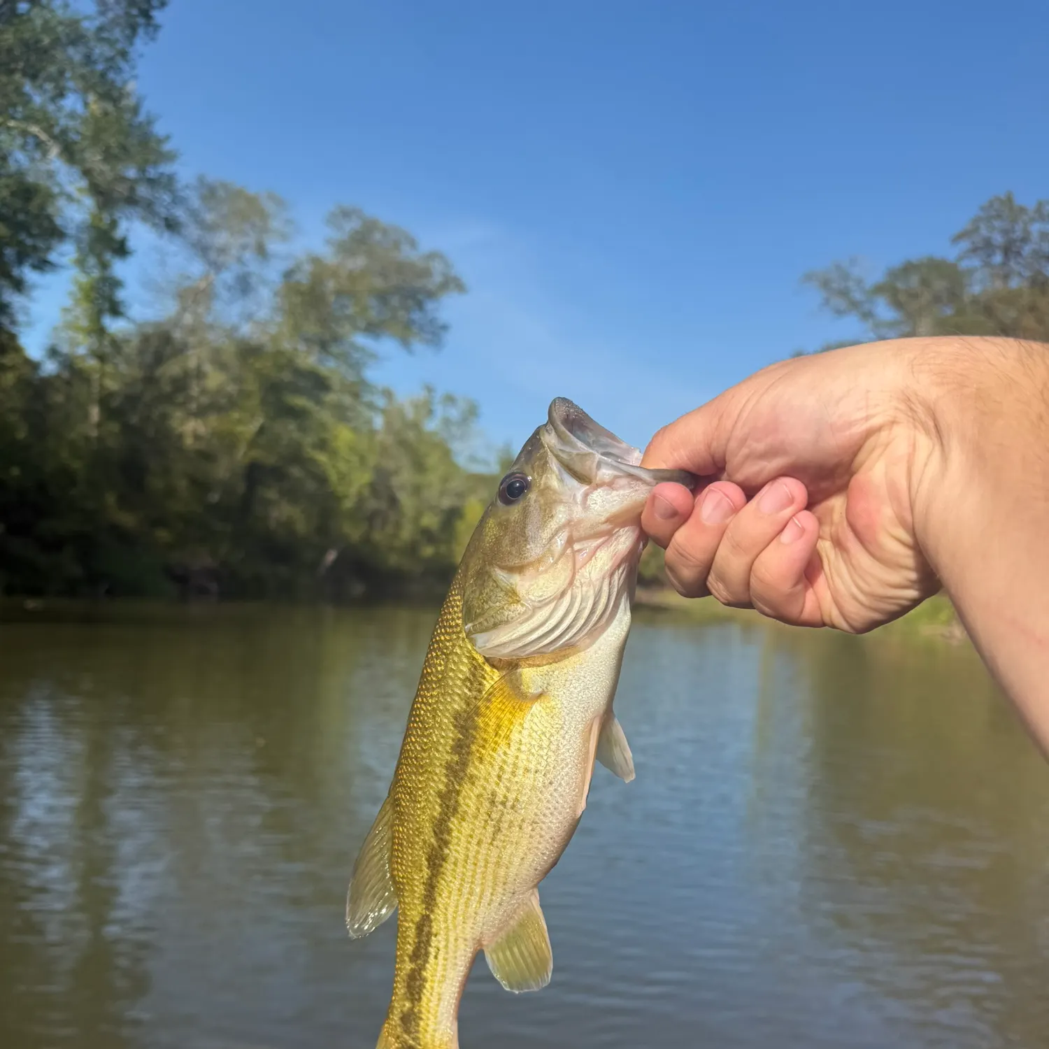 Spotted bass caught on Fishbrain
