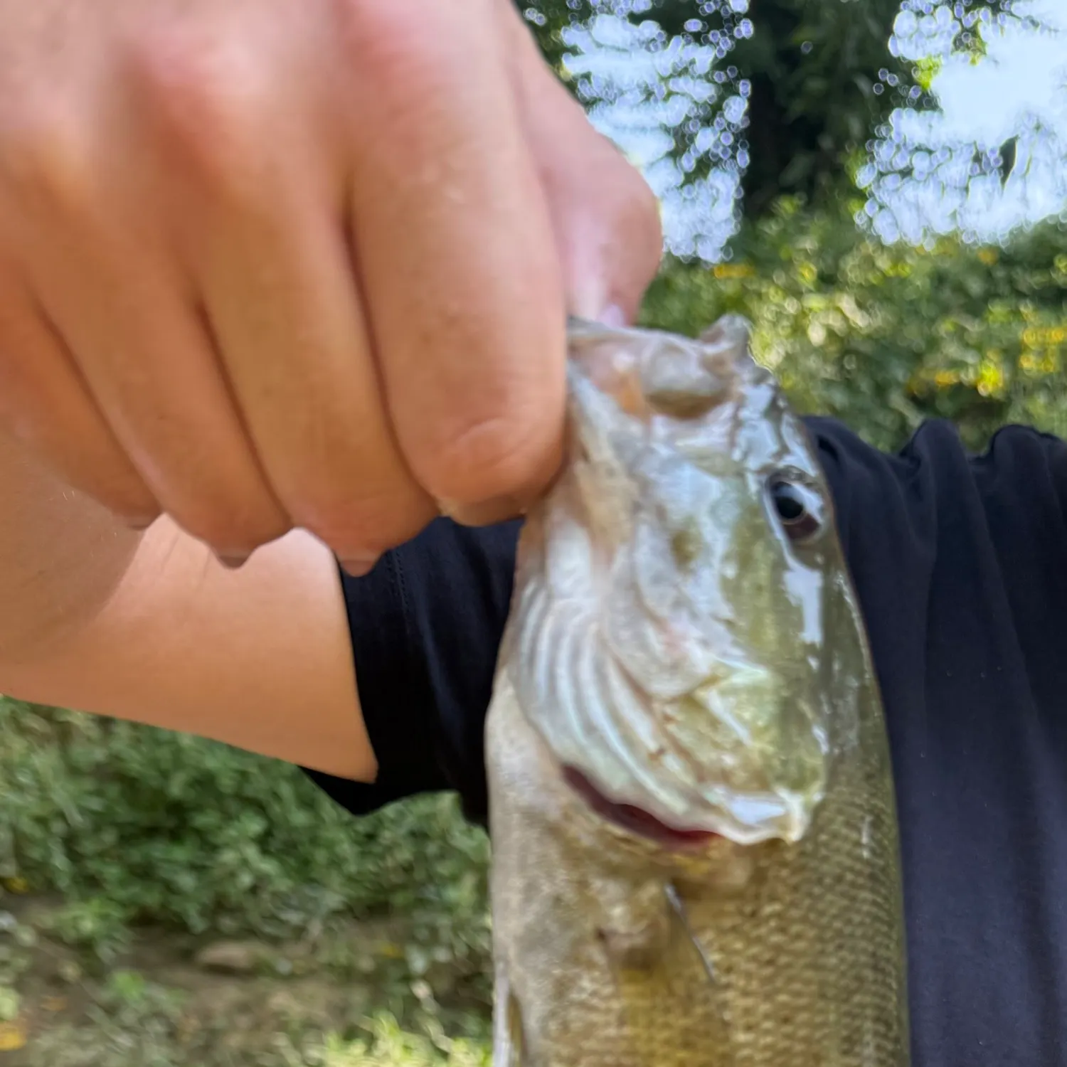 Smallmouth bass caught on Fishbrain