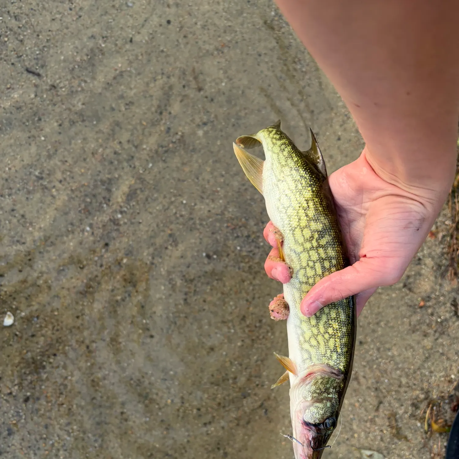 Chain pickerel caught on Fishbrain