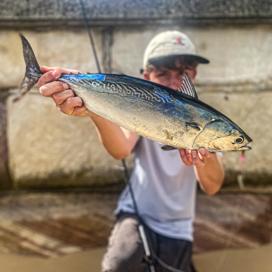 The most recent Kawakawa catches on Fishbrain