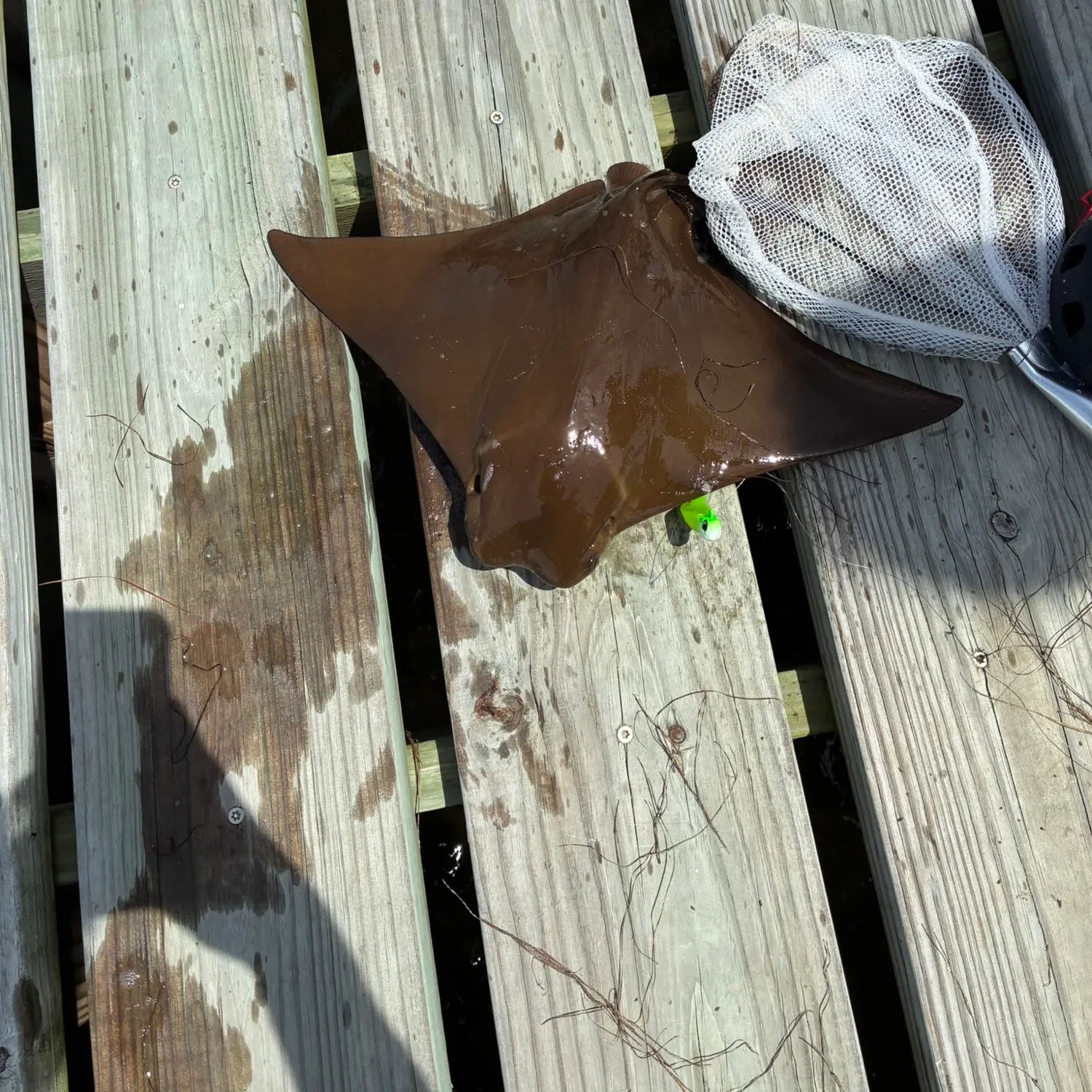 Cownose Ray caught on Fishbrain