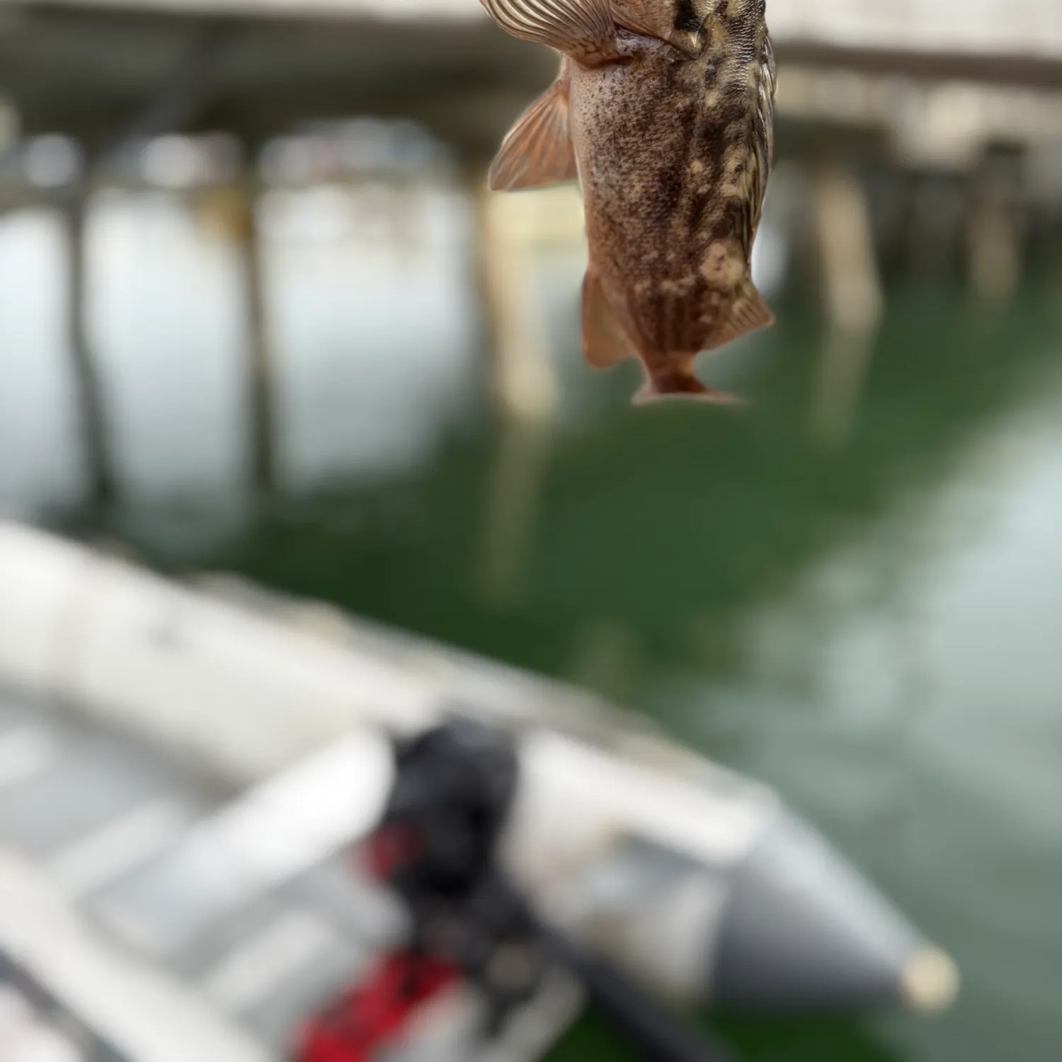The most recent Grass rockfish catches on Fishbrain