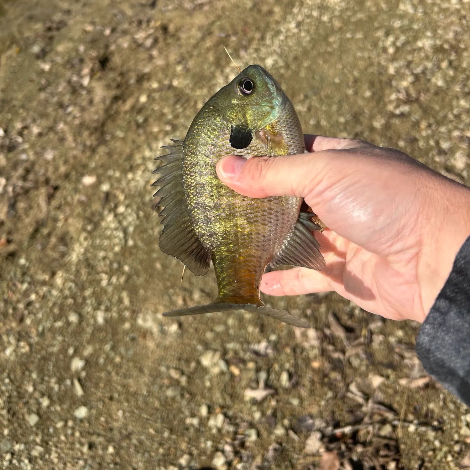 Bluegill caught on Fishbrain
