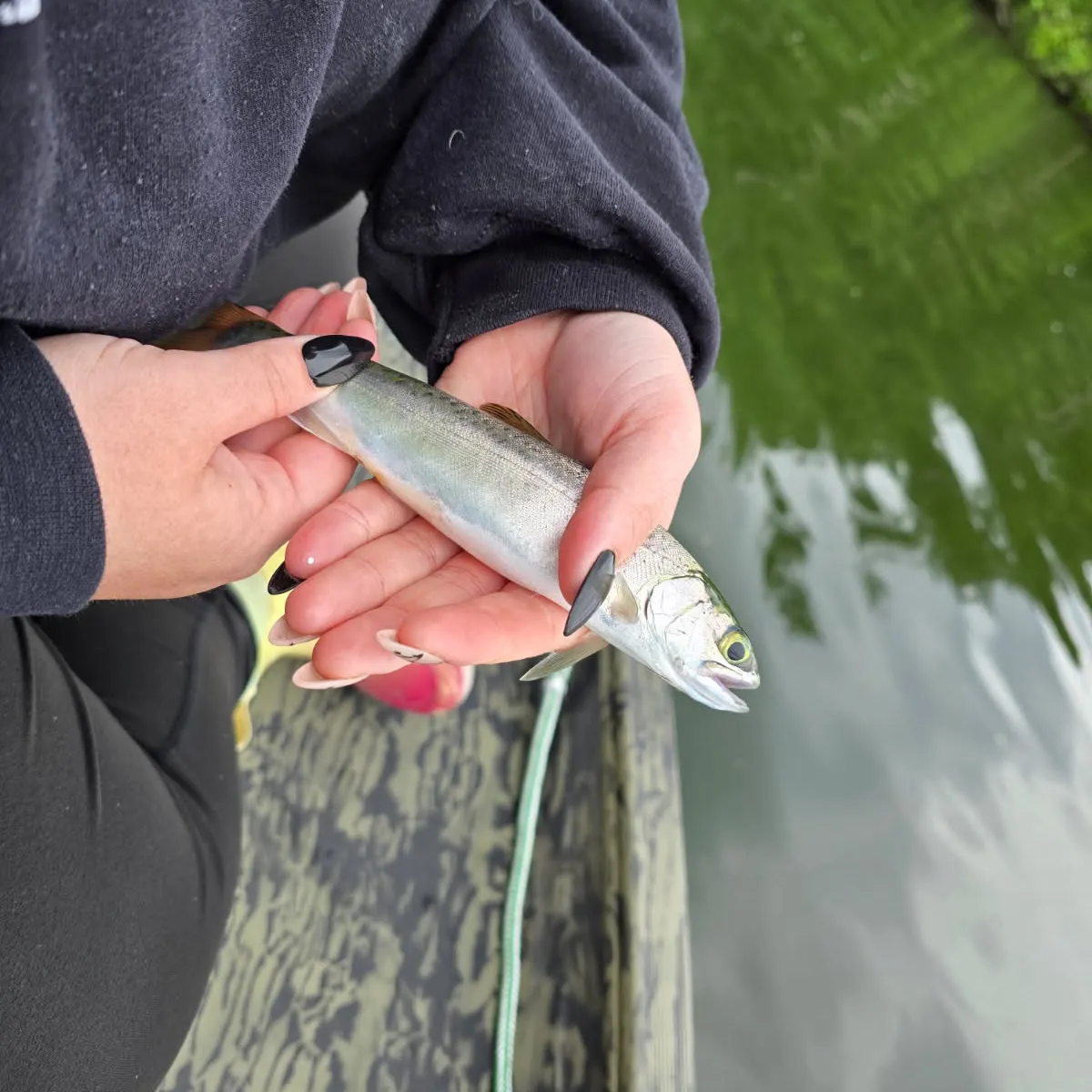 The most recent Coho salmon catches on Fishbrain