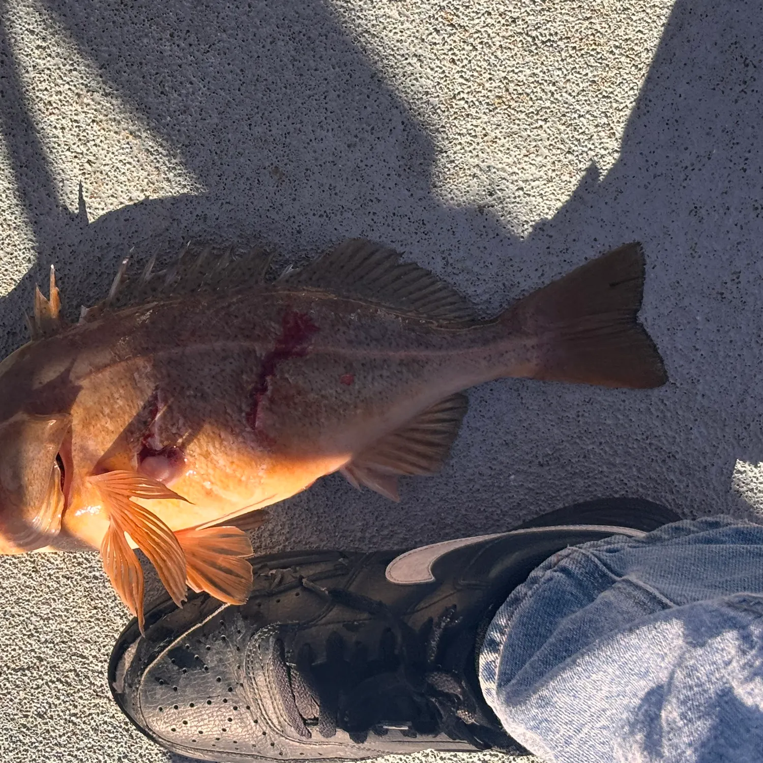 The most recent Speckled rockfish catches on Fishbrain