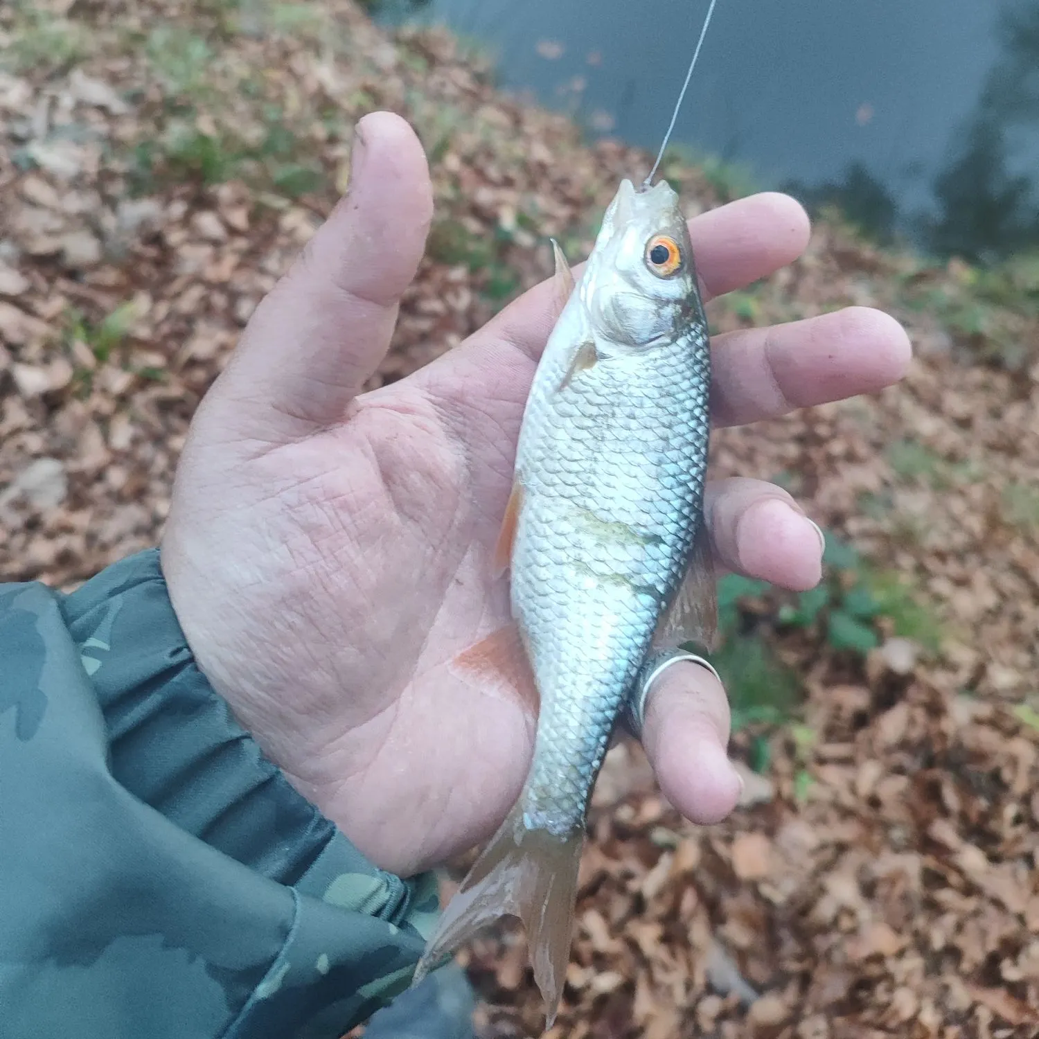 The most recent Common roach catches on Fishbrain