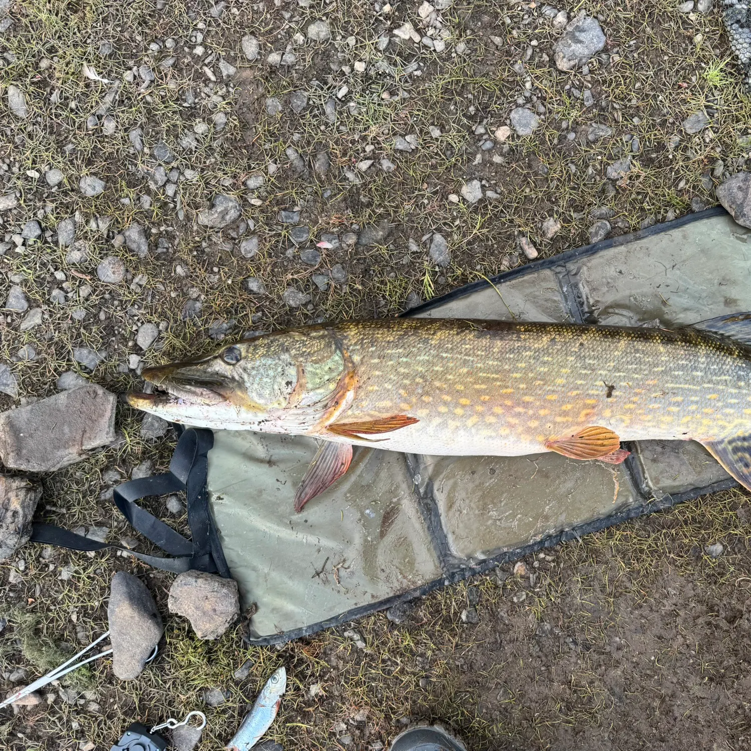 Northern pike caught on Fishbrain