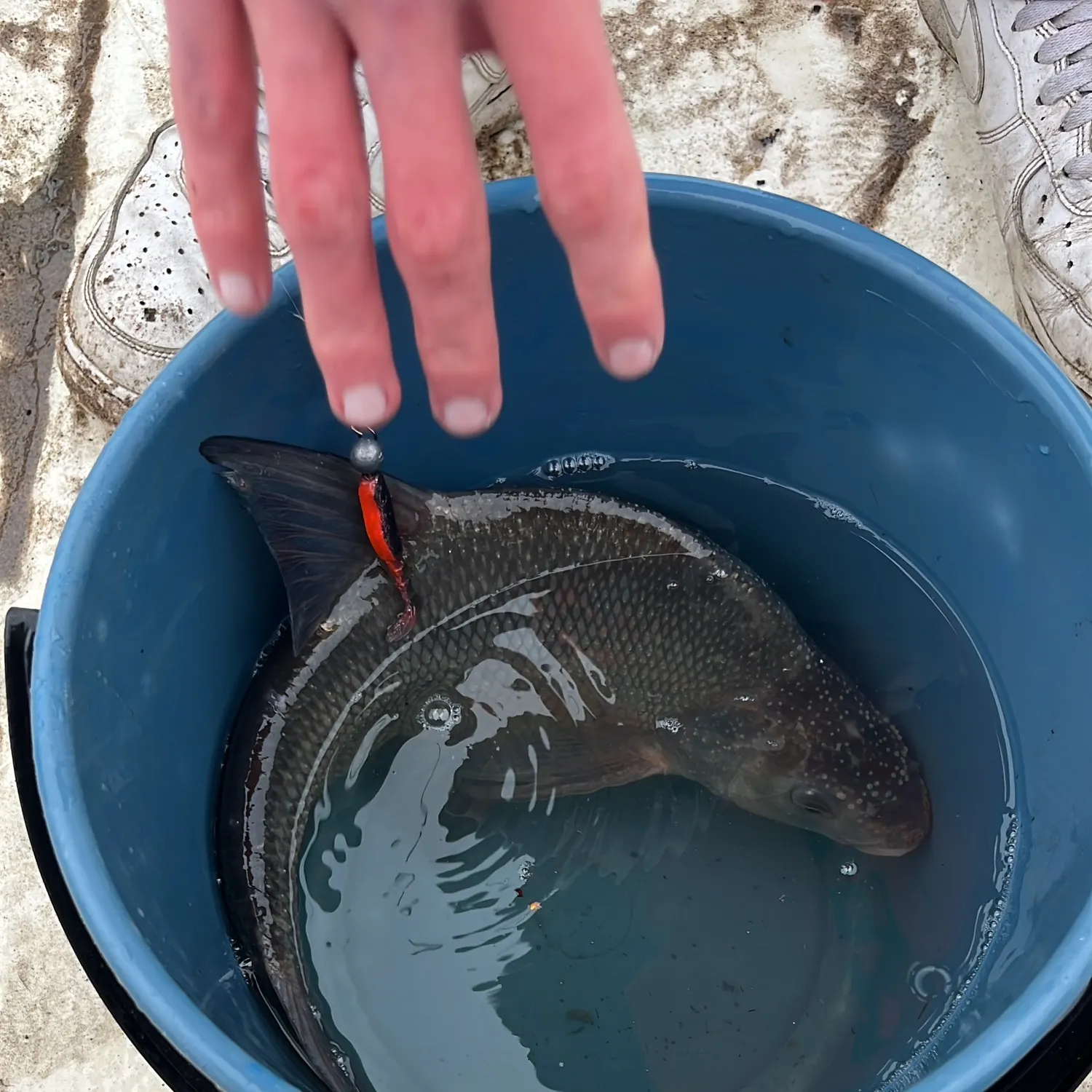 Common bream caught on Fishbrain