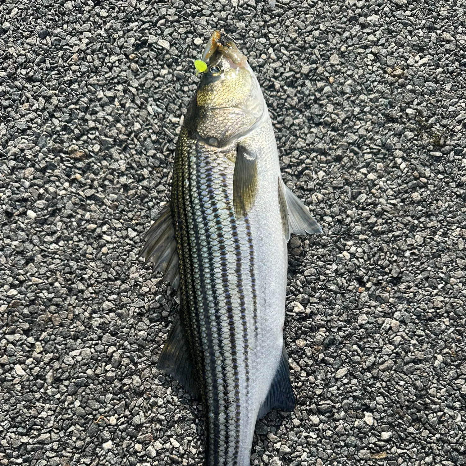 Striped bass caught on Fishbrain