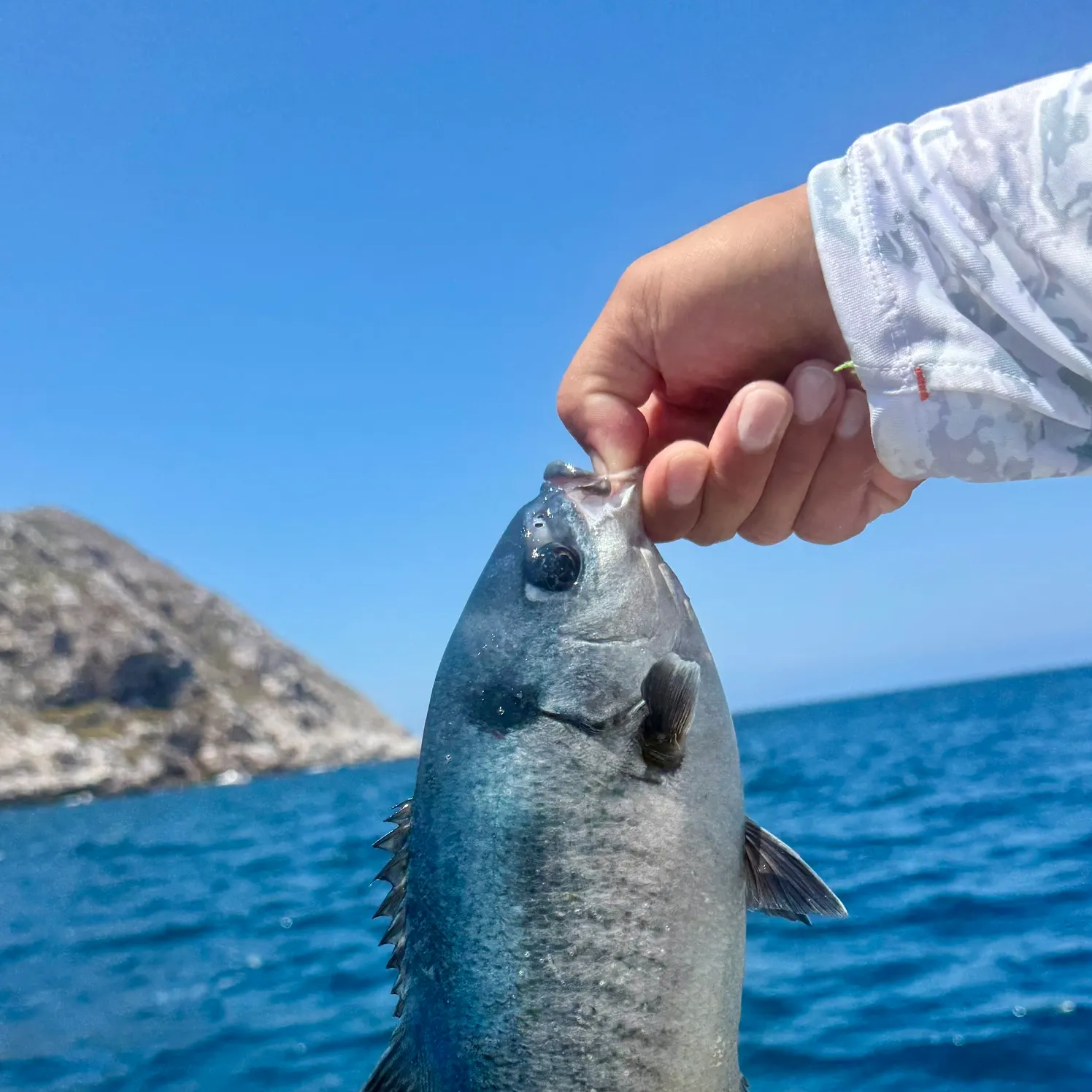 The most recent Halfmoon catches on Fishbrain