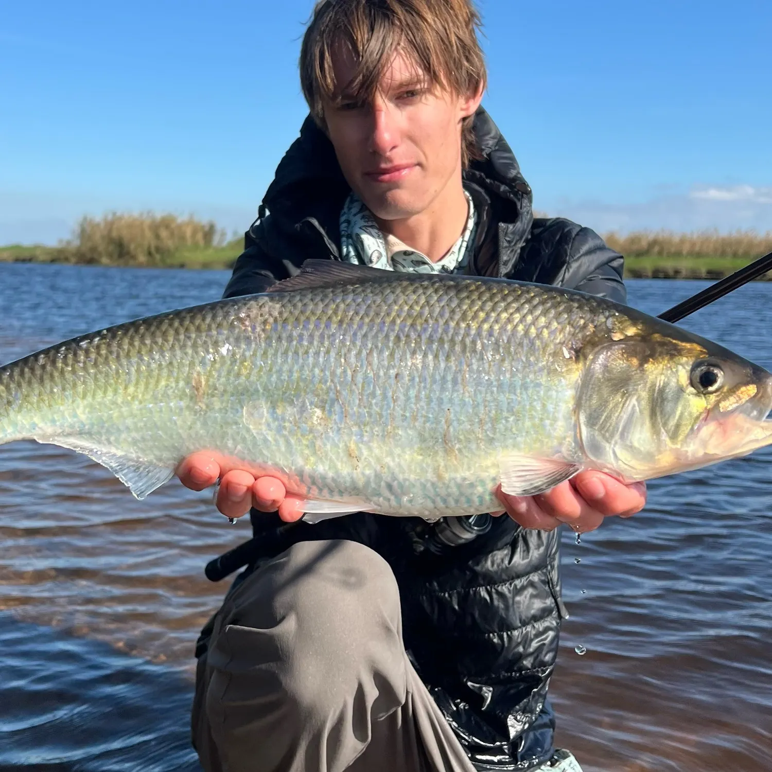 The most recent American shad catches on Fishbrain