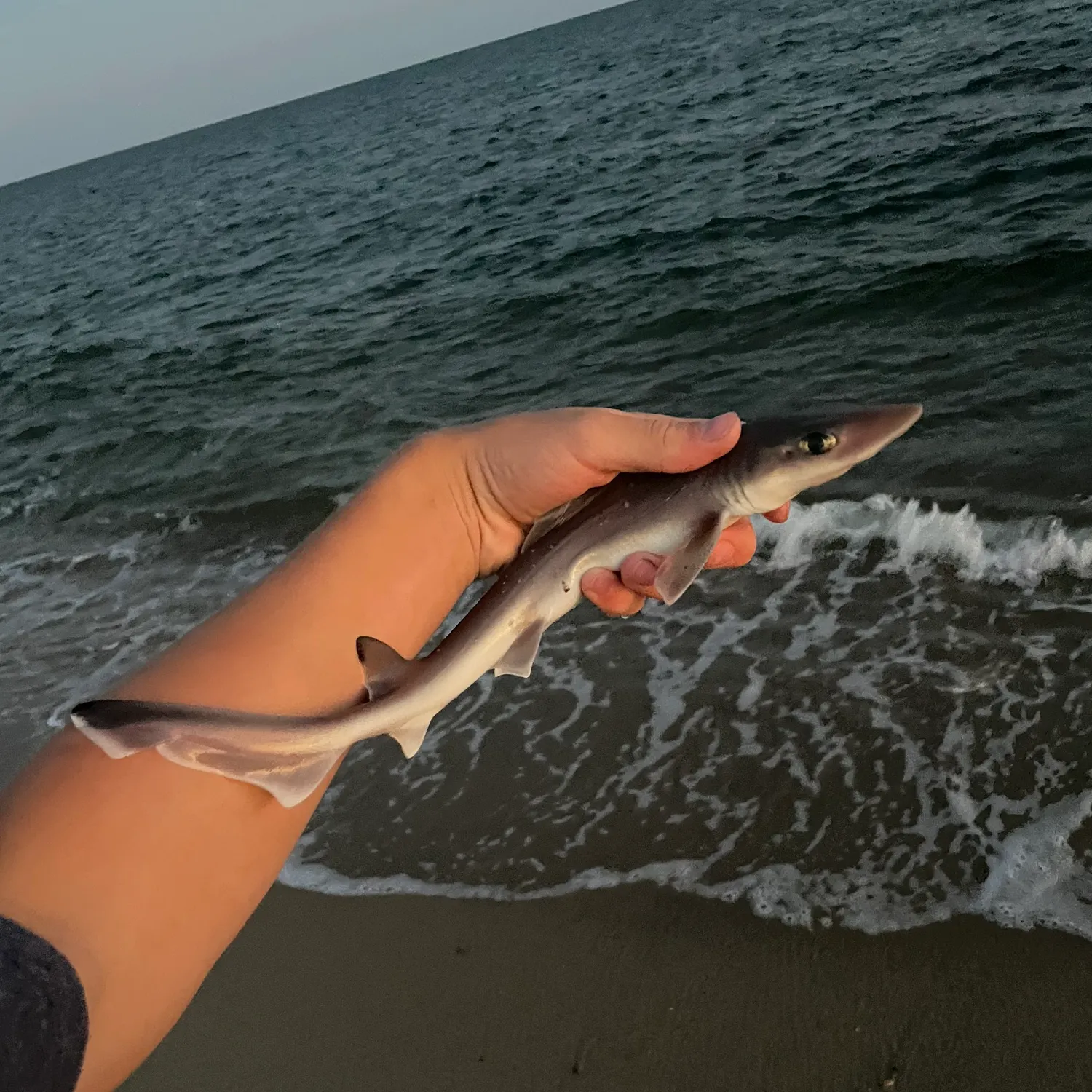 Dusky smooth-hound caught on Fishbrain