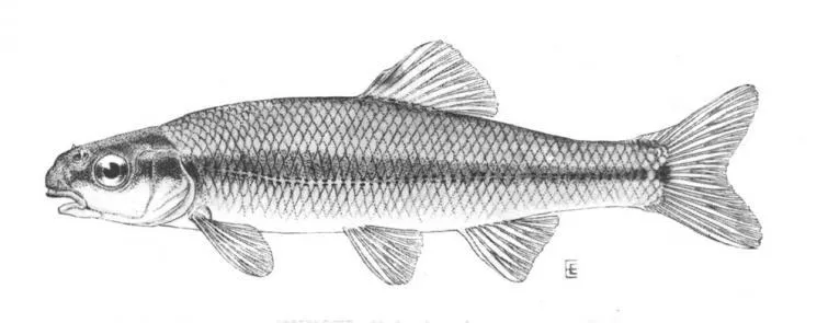Baitfish