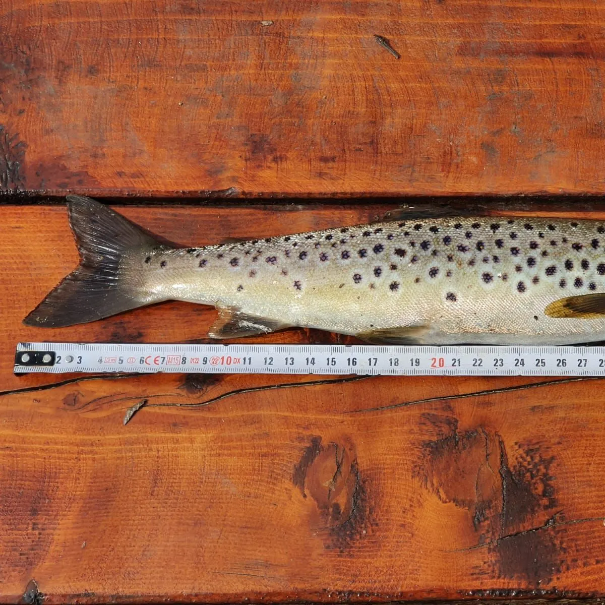 The most recent Greenback cutthroat trout catches on Fishbrain