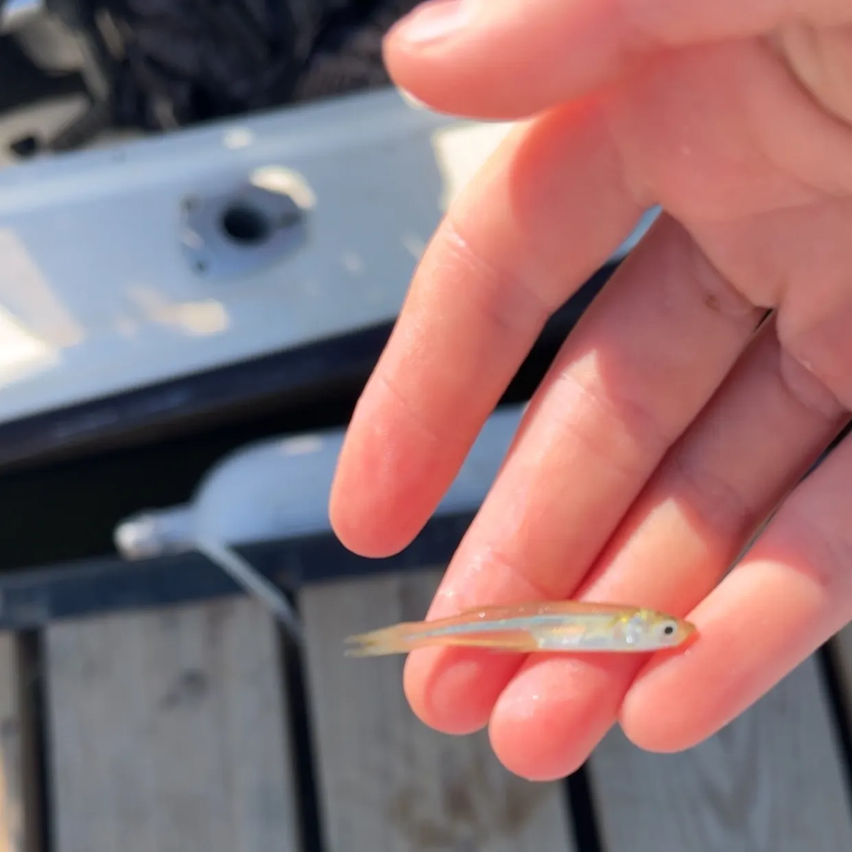 The most recent Yellow-lined shrimpgoby catches on Fishbrain