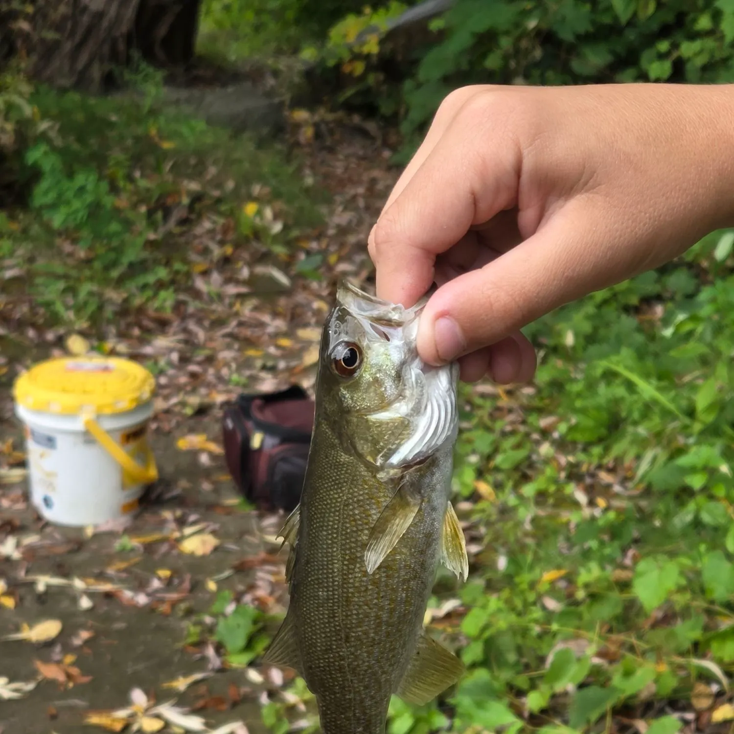 Smallmouth bass caught on Fishbrain