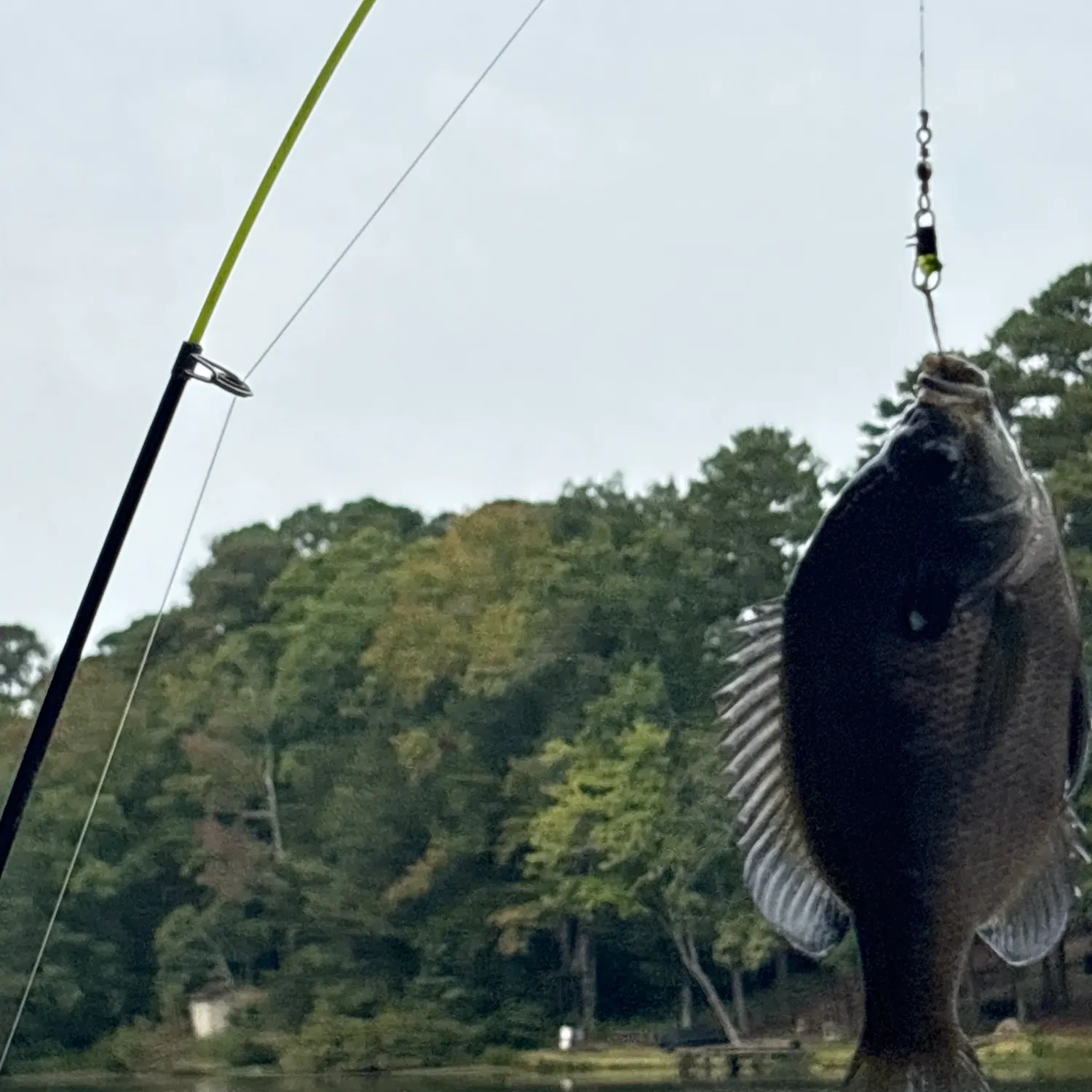 Fish caught on Fishbrain