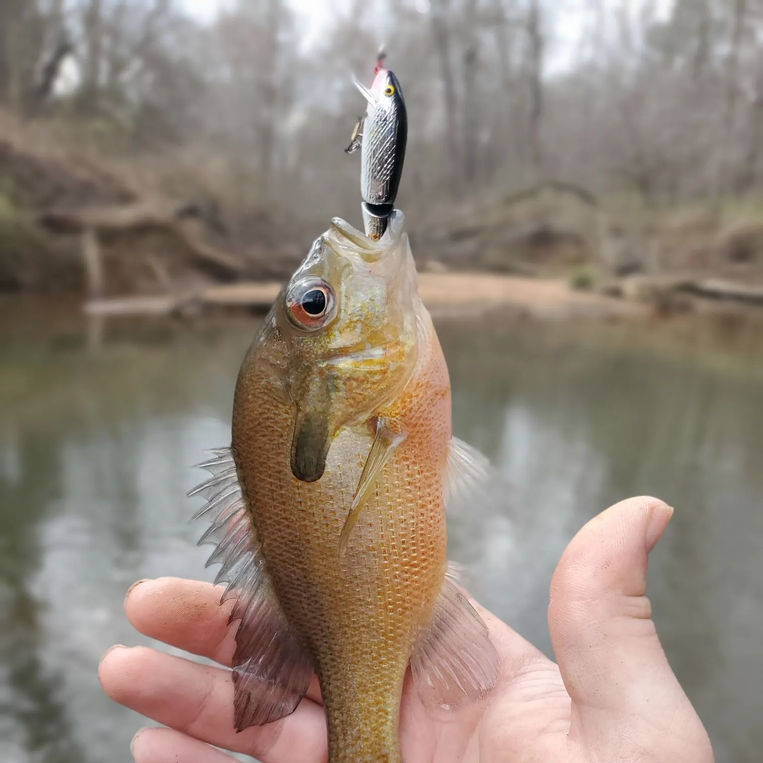 The most recent Redbreast sunfish catches on Fishbrain