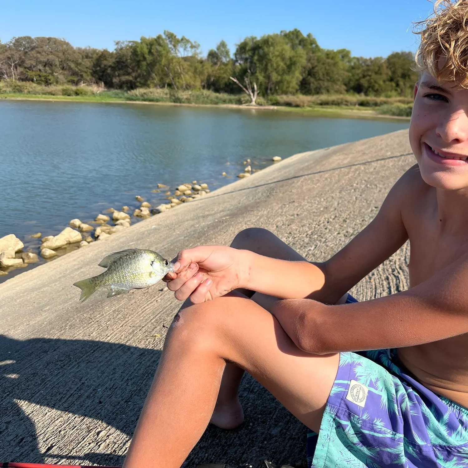 Bluegill caught on Fishbrain