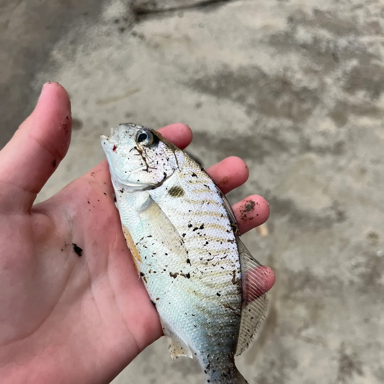 Spot croaker caught on Fishbrain