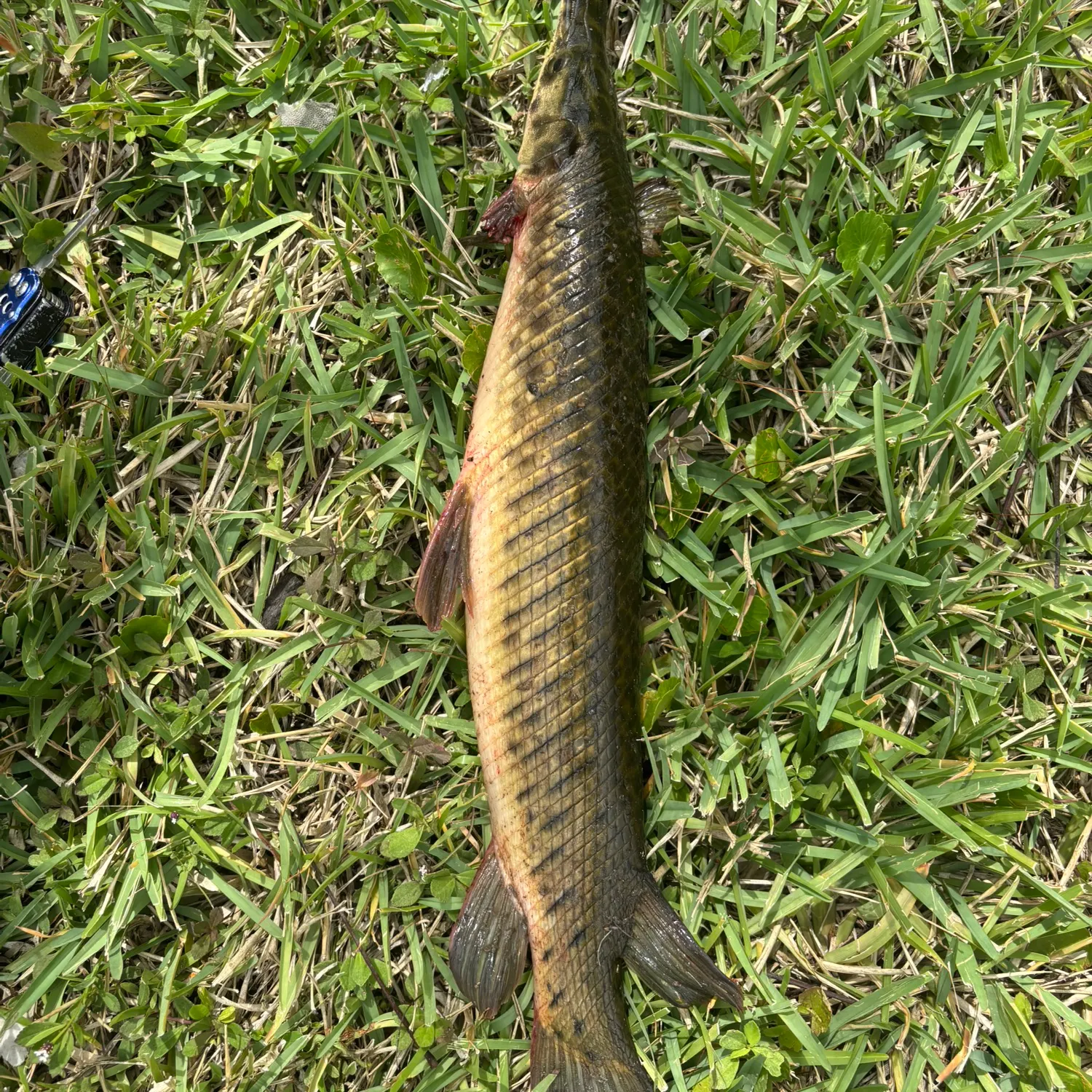 The most recent Florida gar catches on Fishbrain