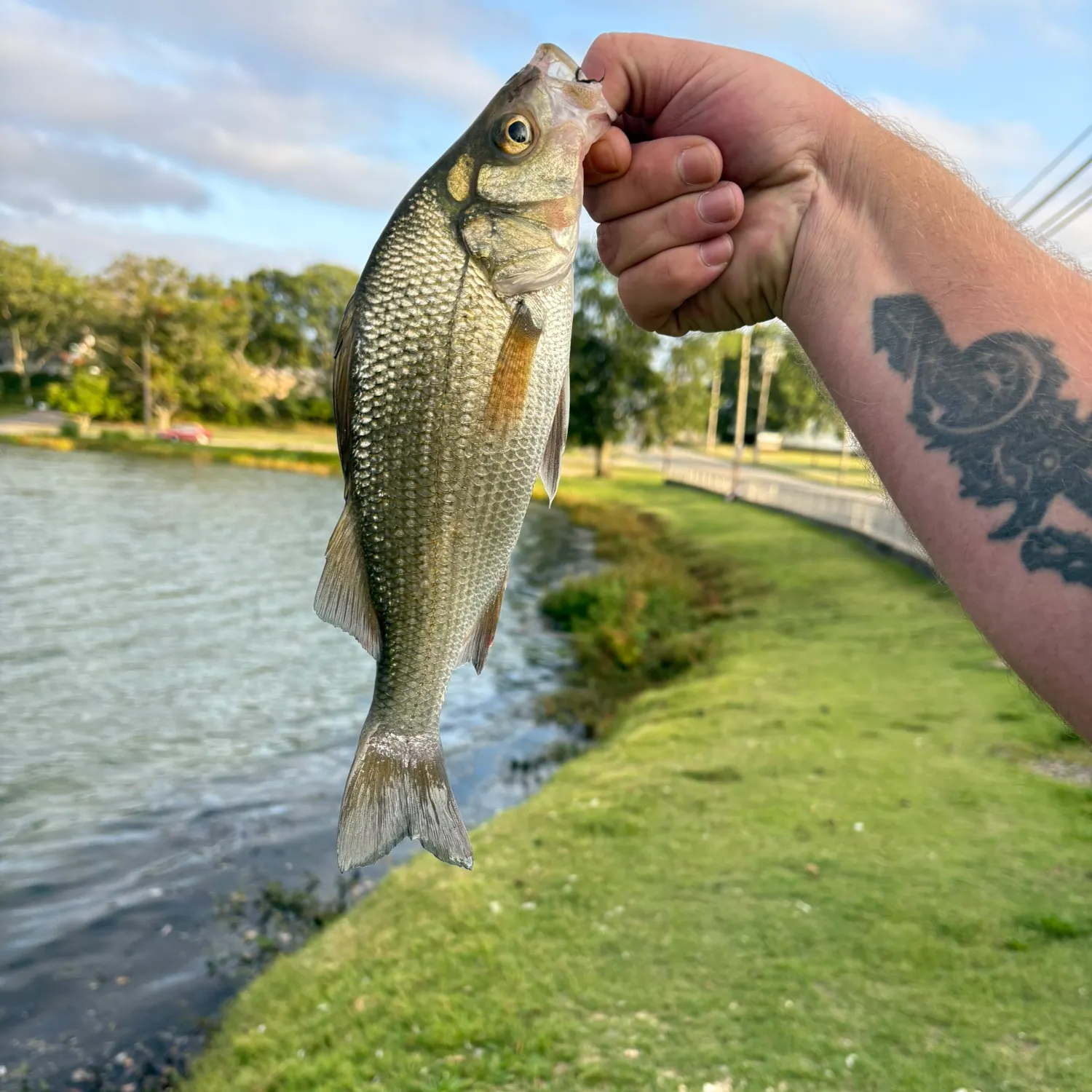 The most recent White perch catches on Fishbrain