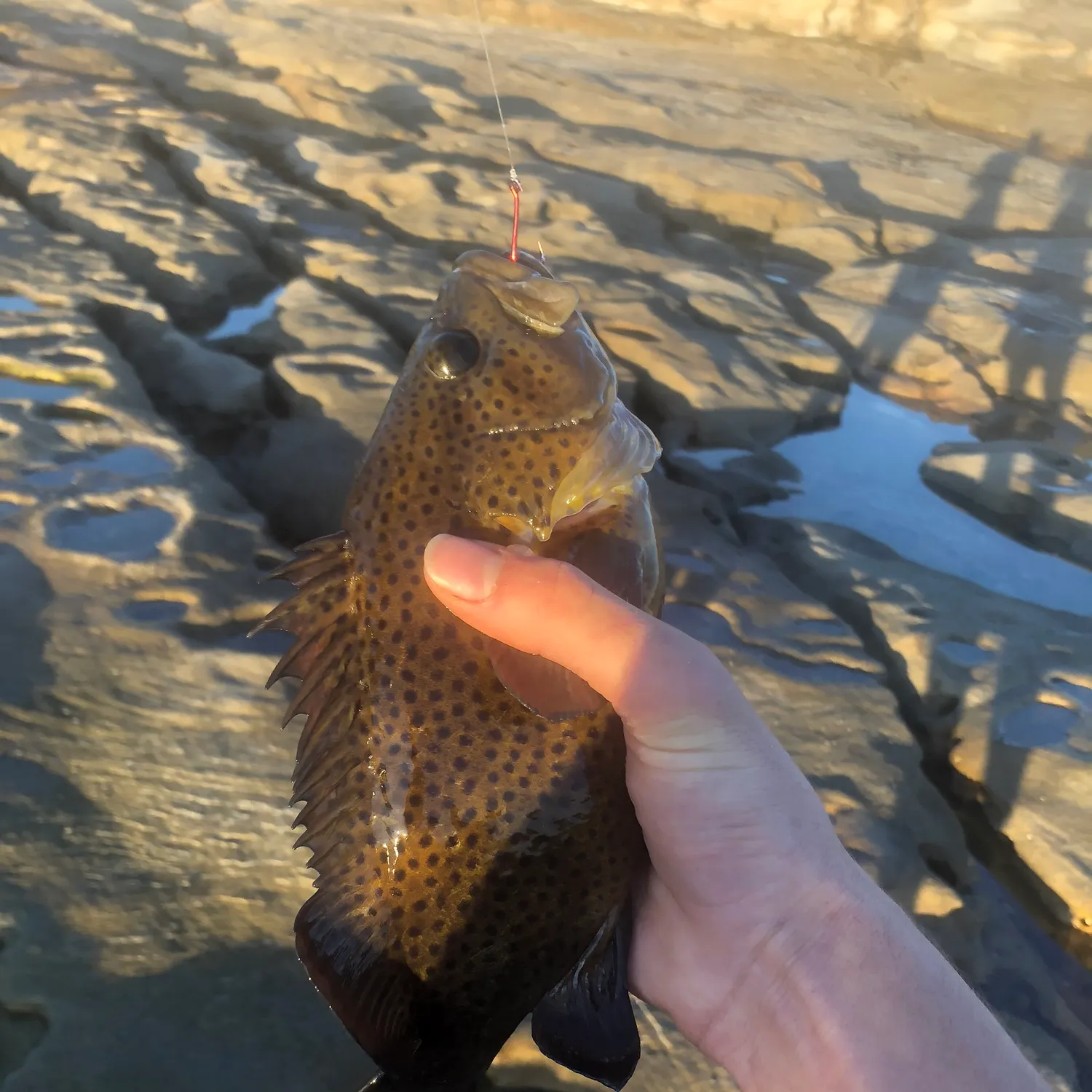 The most recent Eastern wirrah catches on Fishbrain