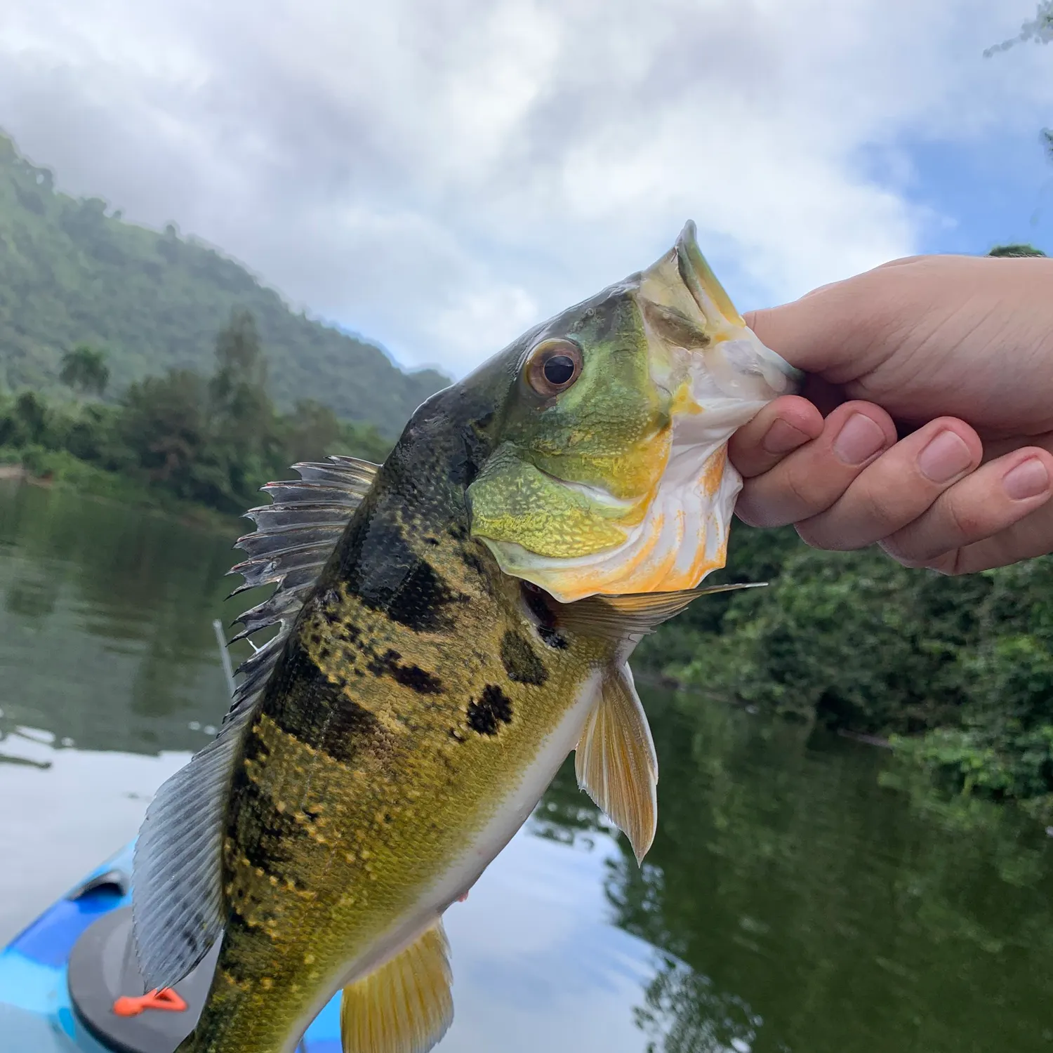 angler catch