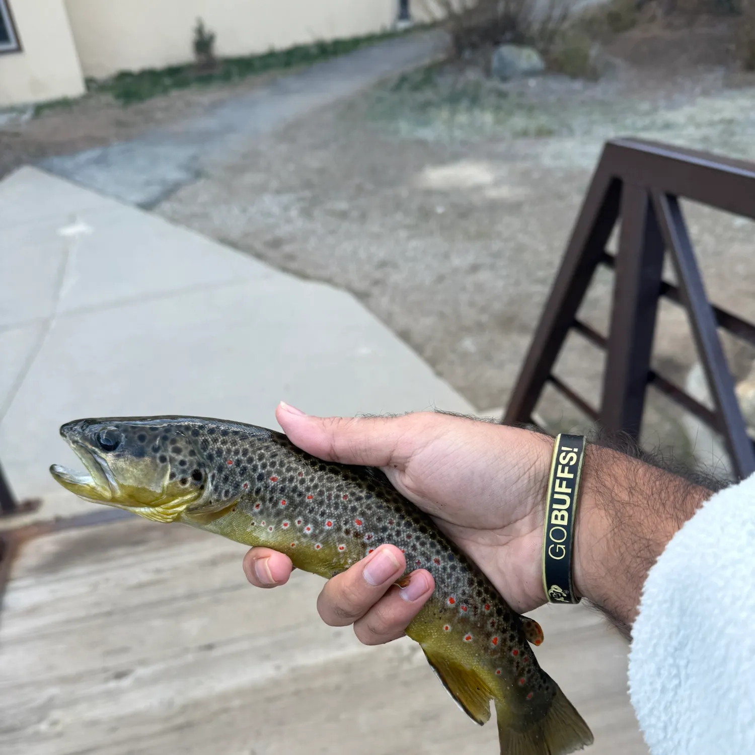 Brown trout caught on Fishbrain