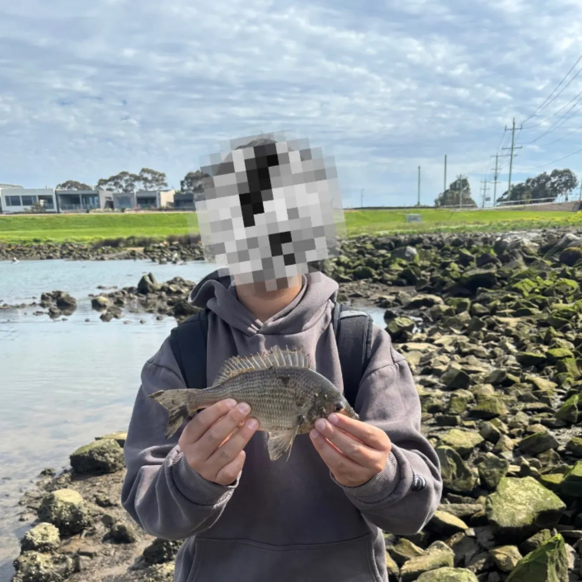 Southern black bream caught on Fishbrain