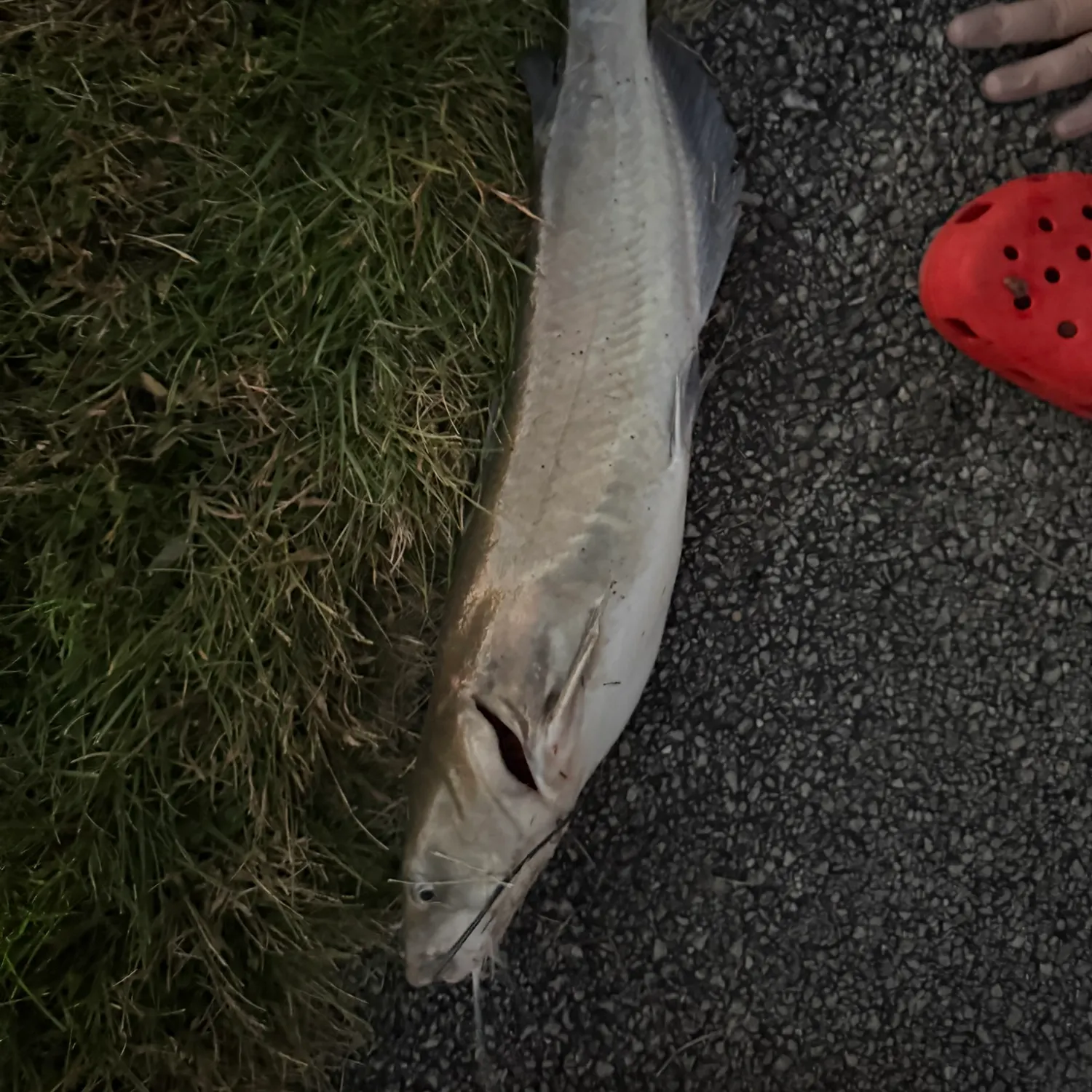 Channel catfish caught on Fishbrain