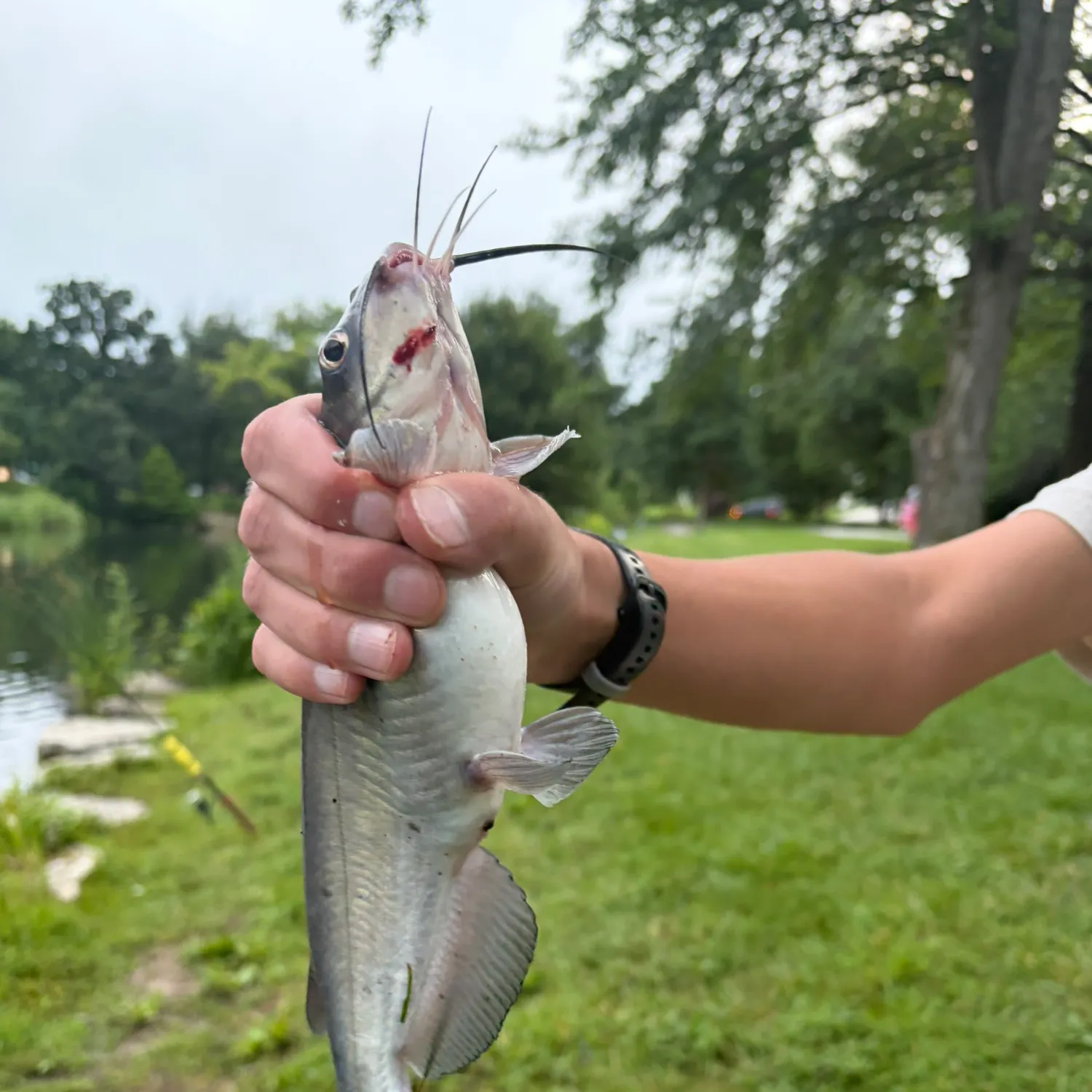 catch
