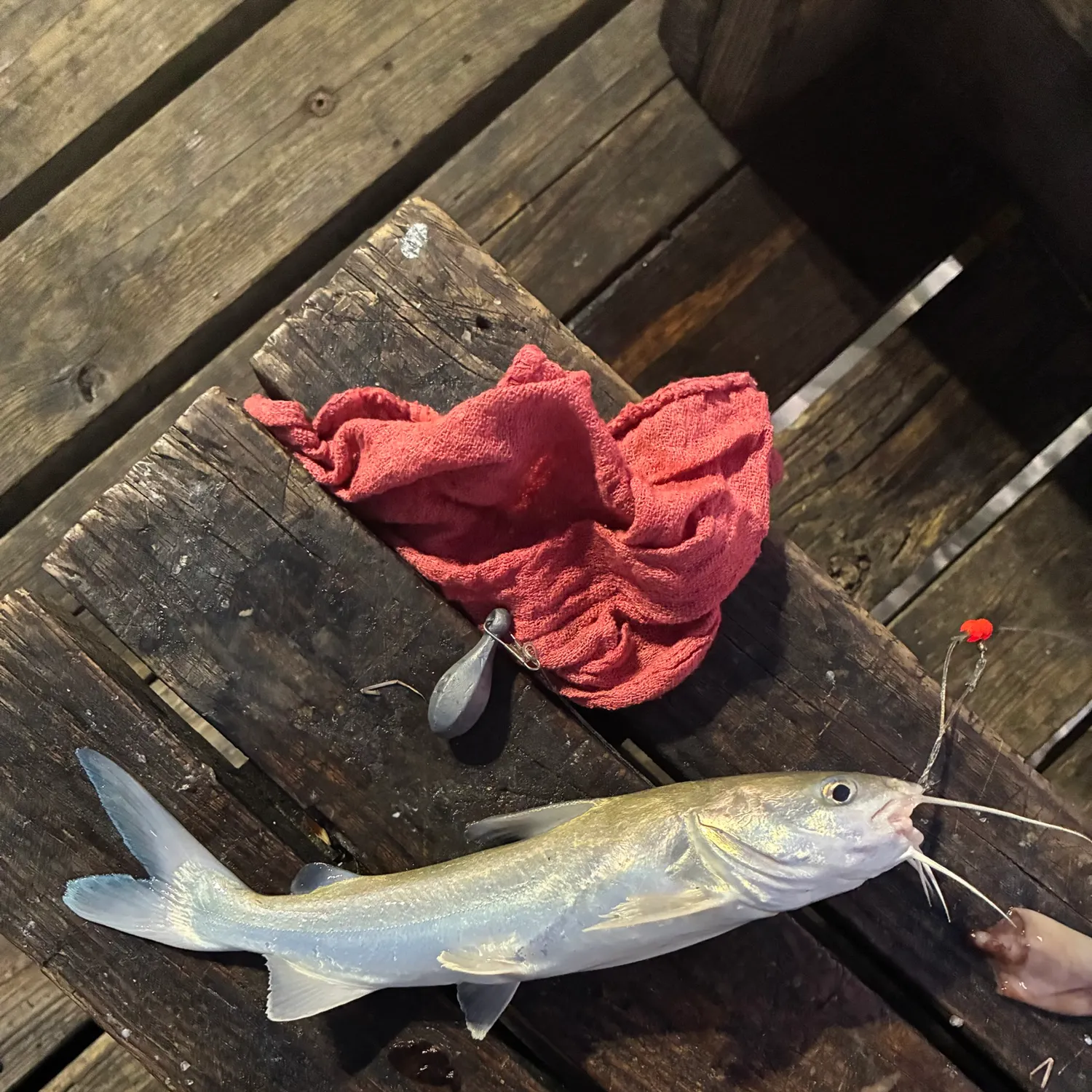 Hardhead sea catfish caught on Fishbrain