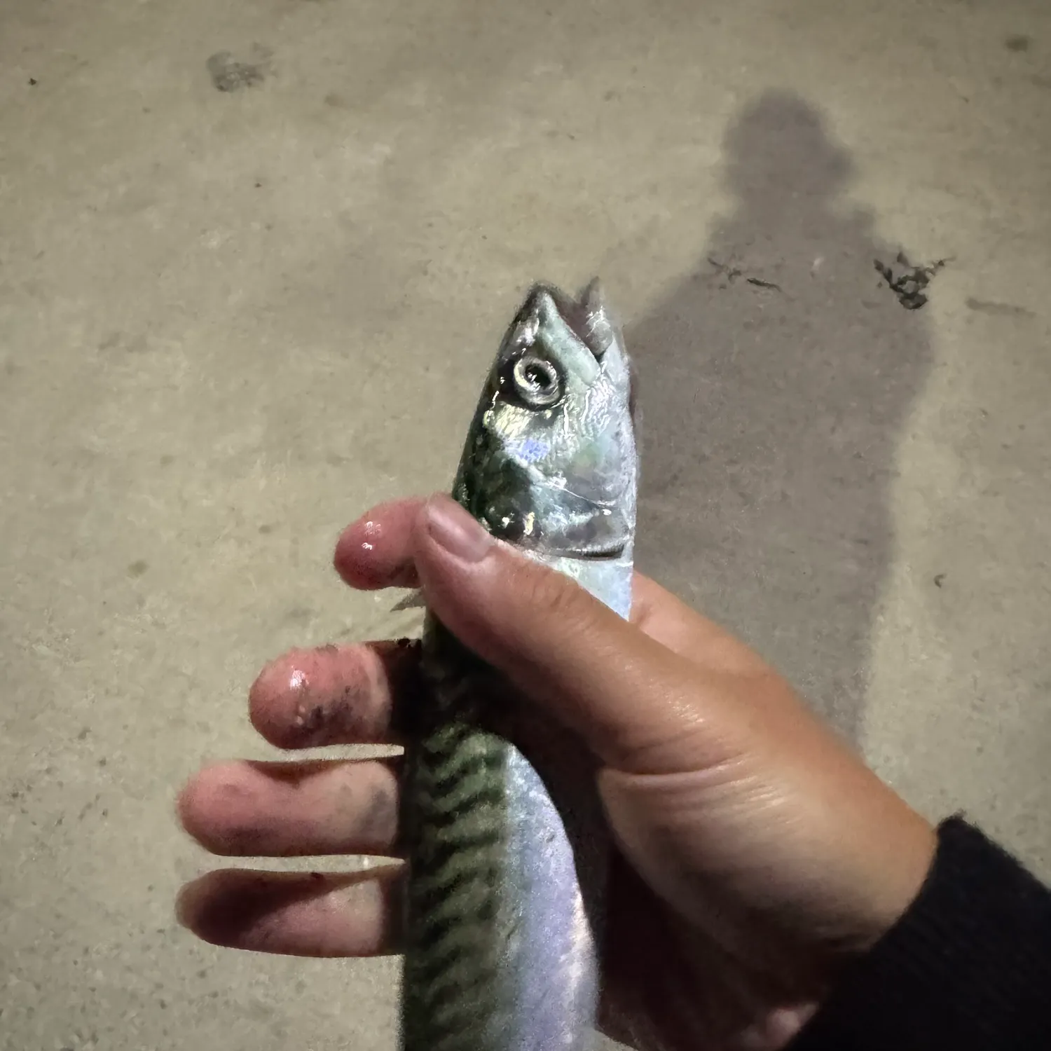 Atlantic mackerel caught on Fishbrain