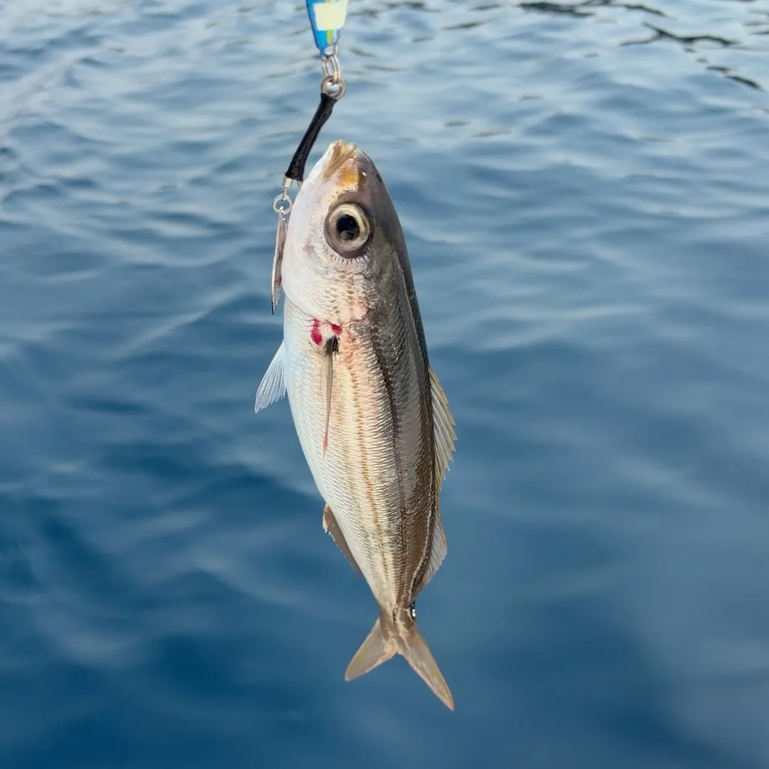The most recent Bogue catches on Fishbrain