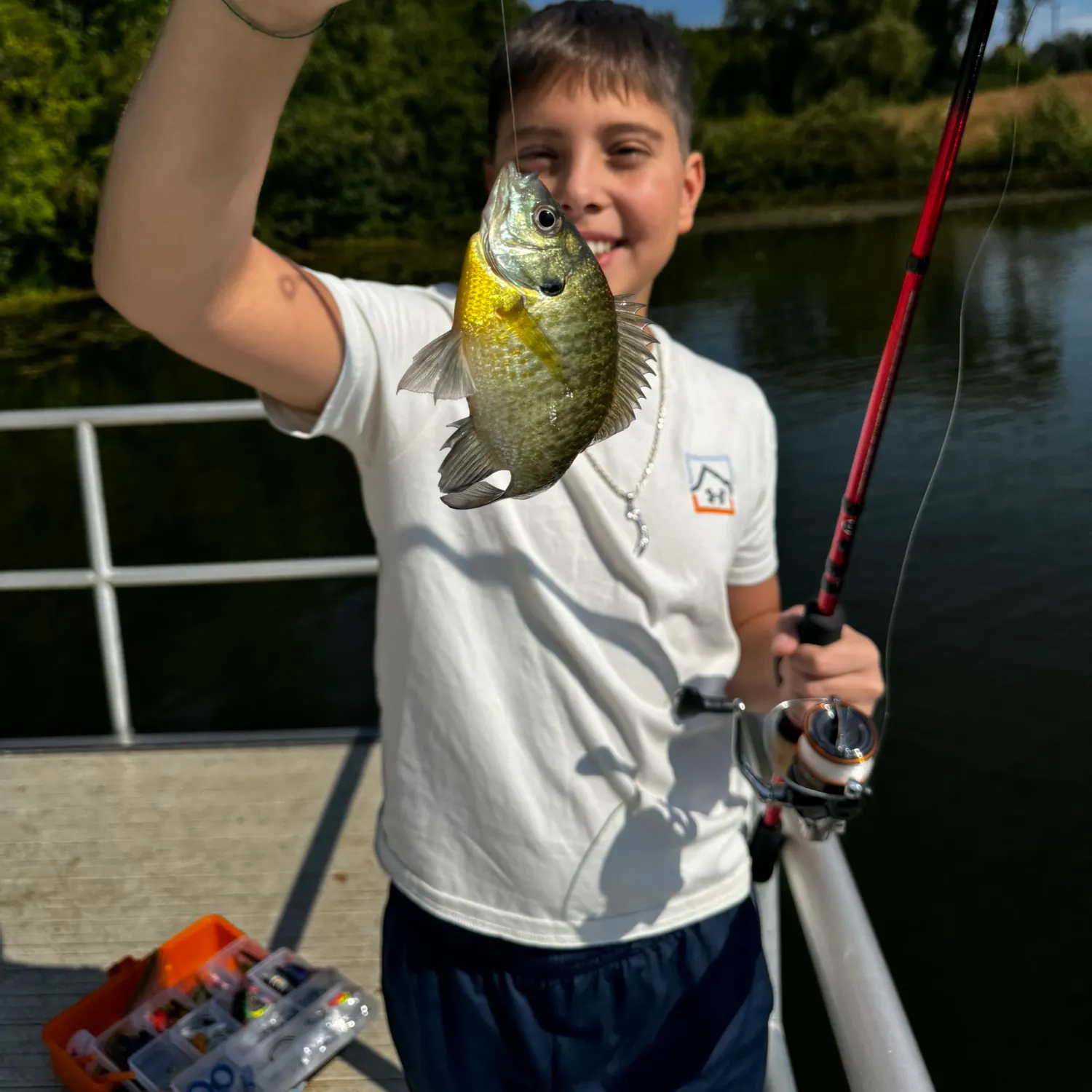 Bluegill caught on Fishbrain