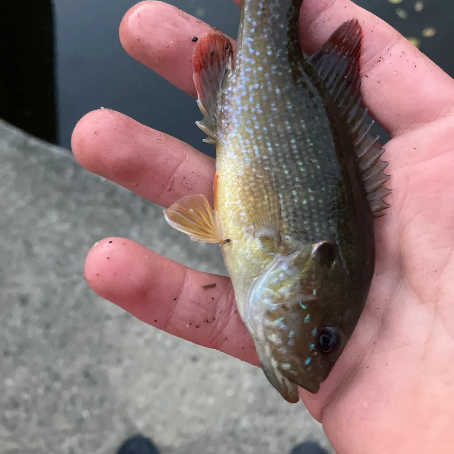 Green sunfish caught on Fishbrain