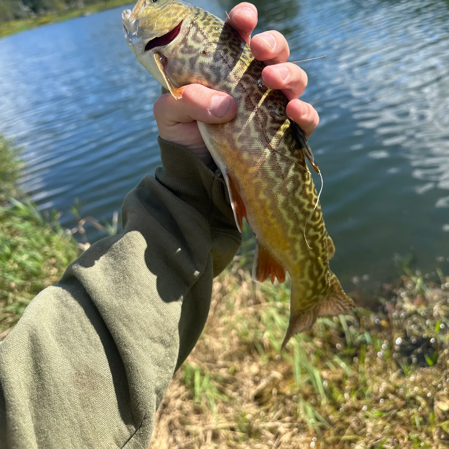 Tiger trout caught on Fishbrain