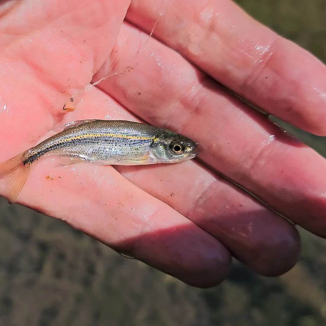 The most recent Redside shiner catches on Fishbrain