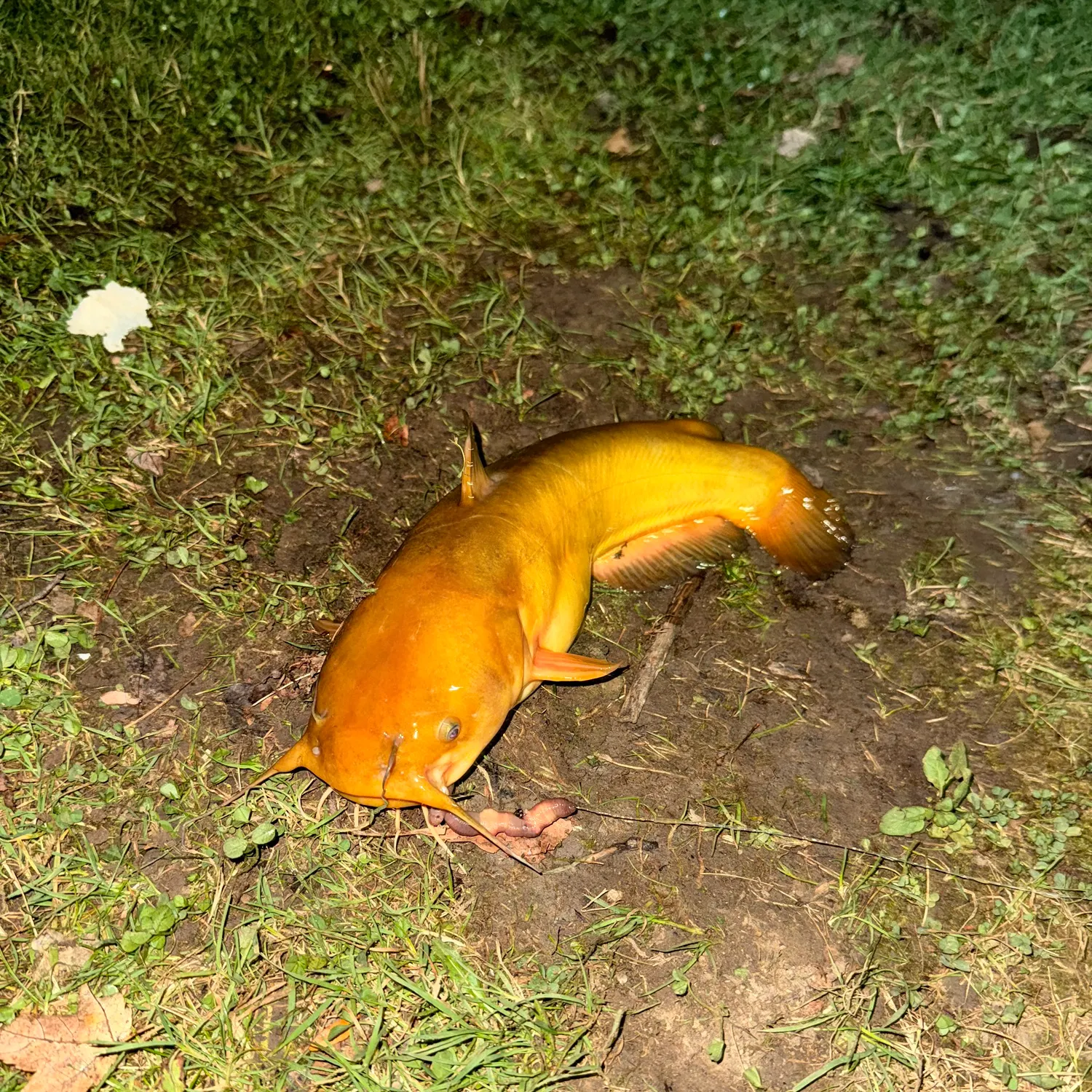 Yellow bullhead caught on Fishbrain