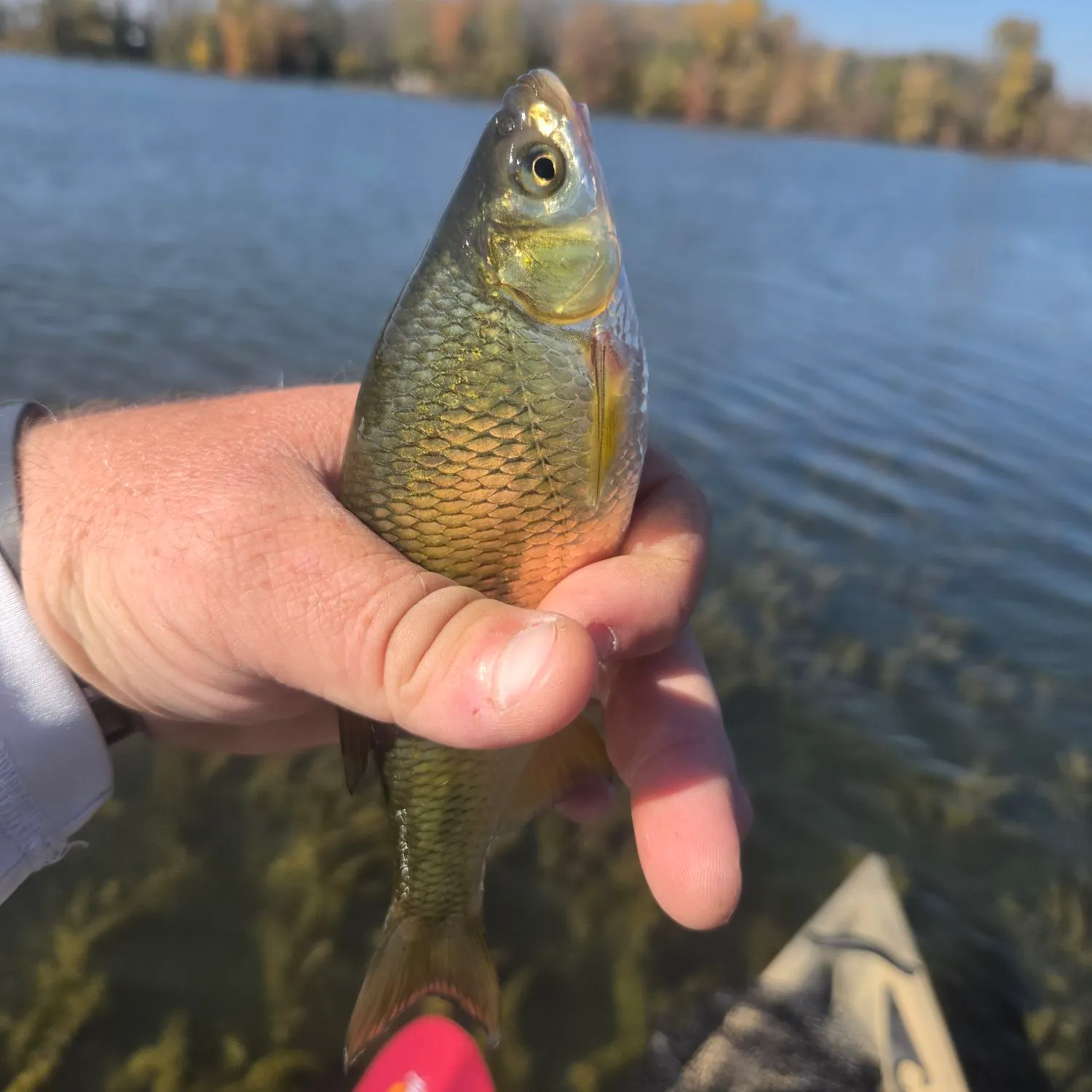 Golden shiner caught on Fishbrain
