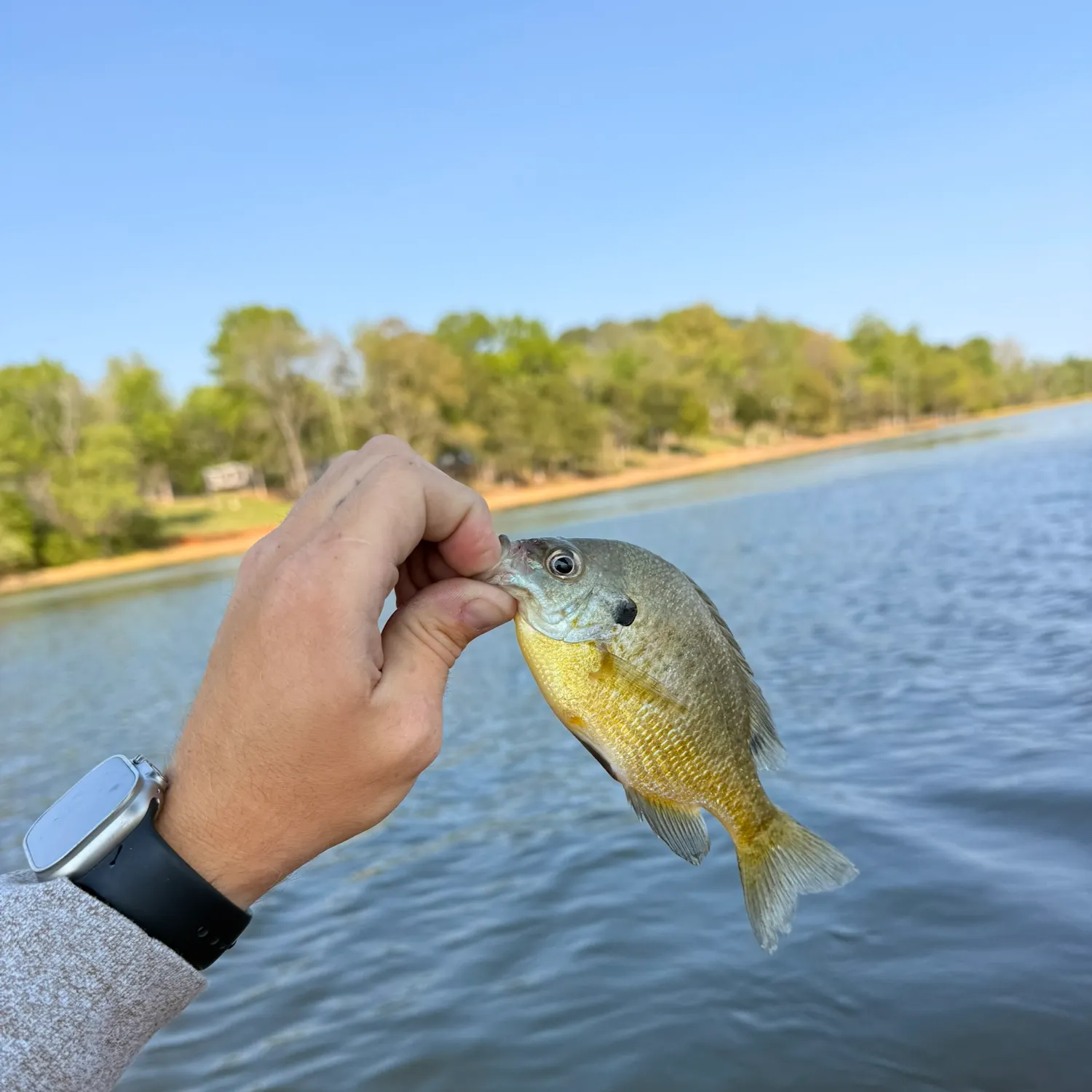 The most recent Bluegill catches on Fishbrain