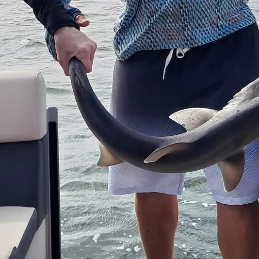 Bonnethead shark caught on Fishbrain